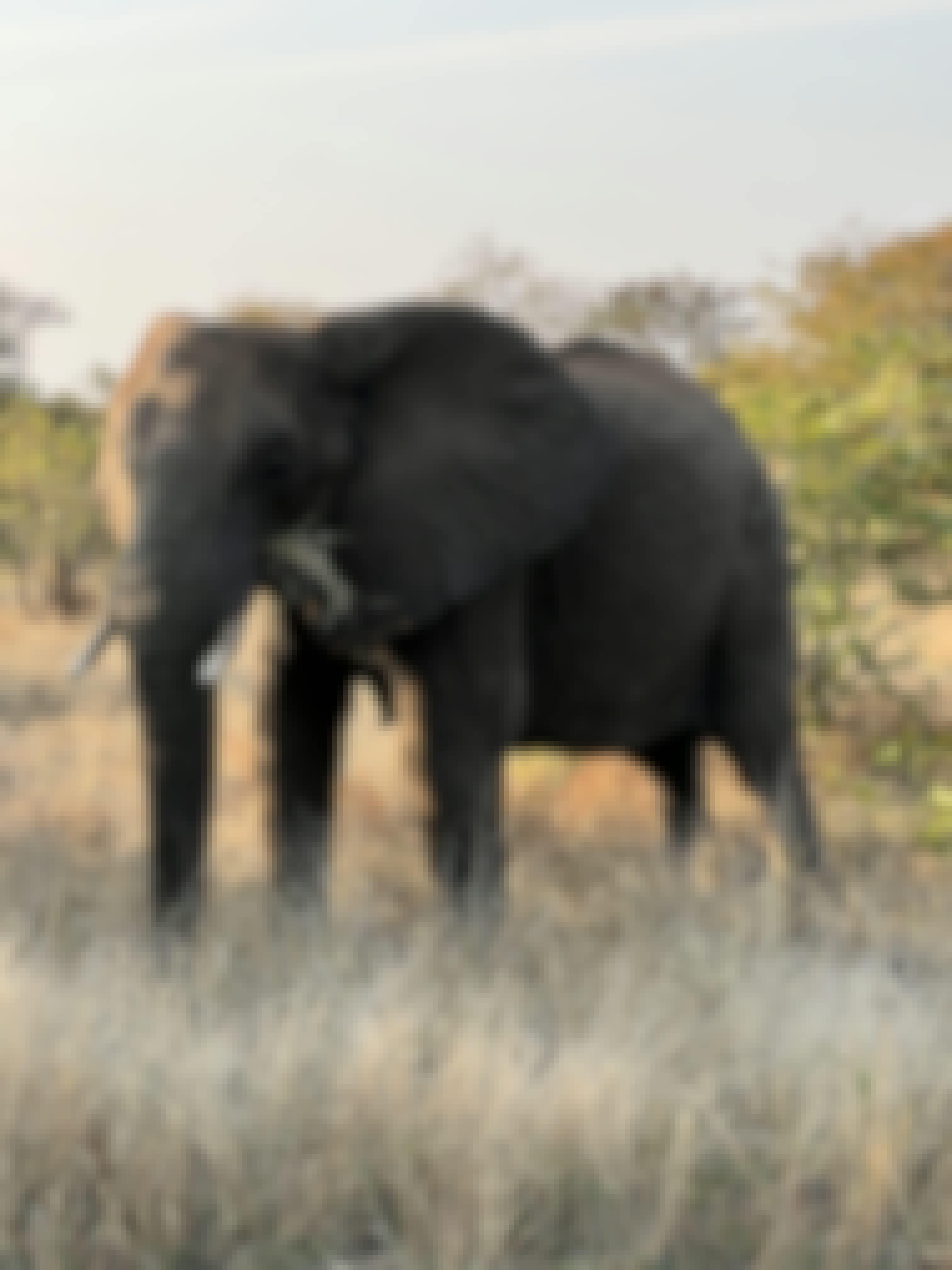 Kaitlyn Evans: an elephant