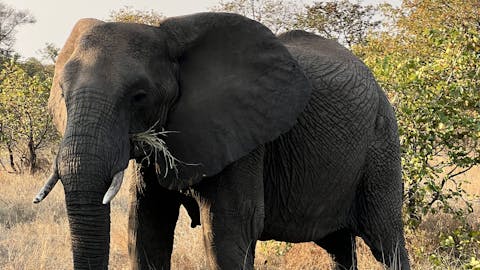 Kaitlyn Evans: an elephant