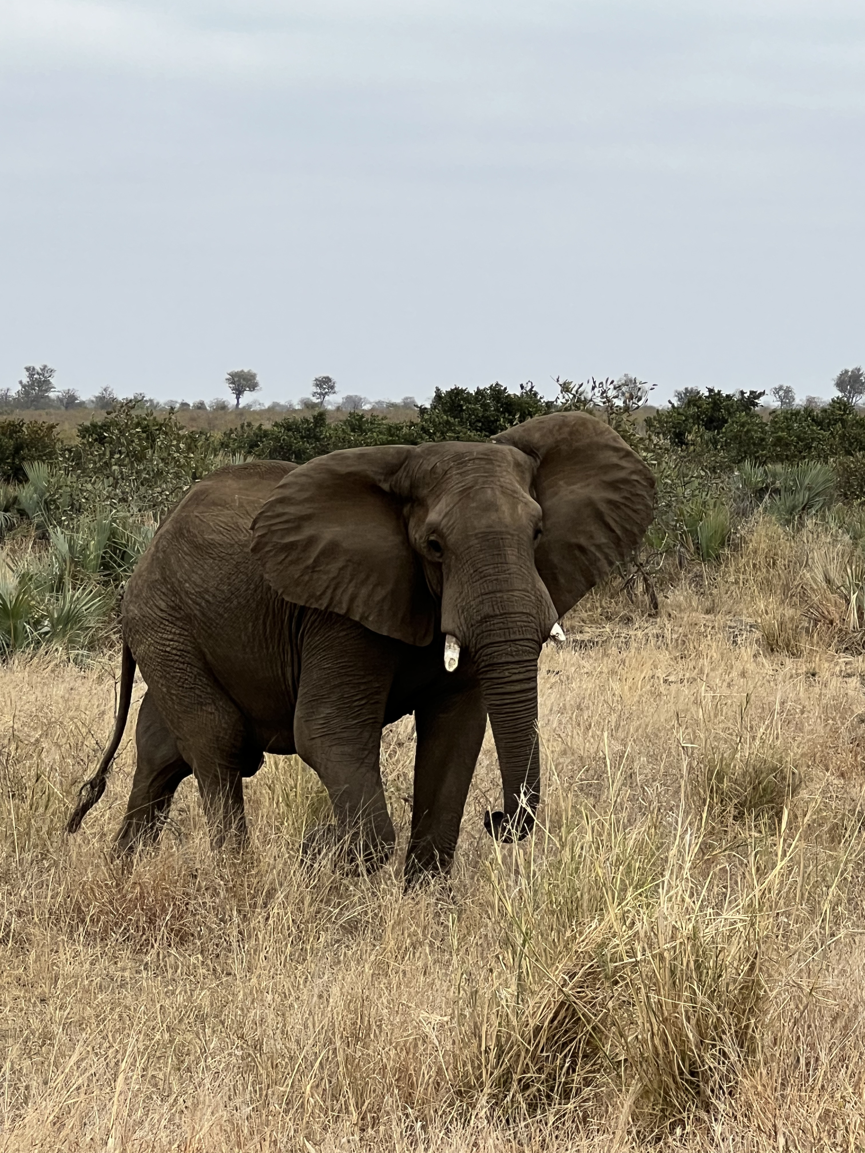 Kaitlyn Evans: an elephant 