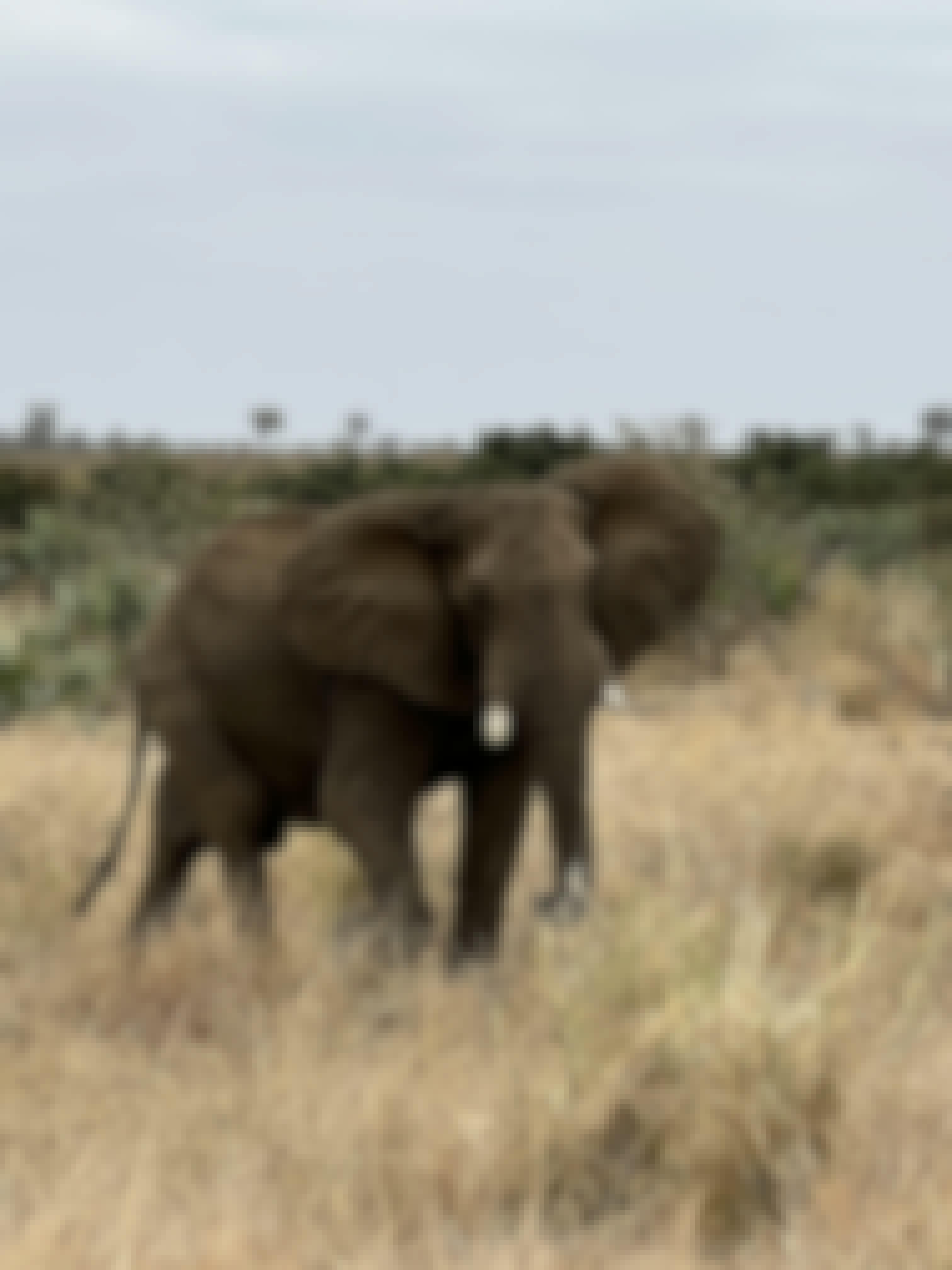 Kaitlyn Evans: an elephant 