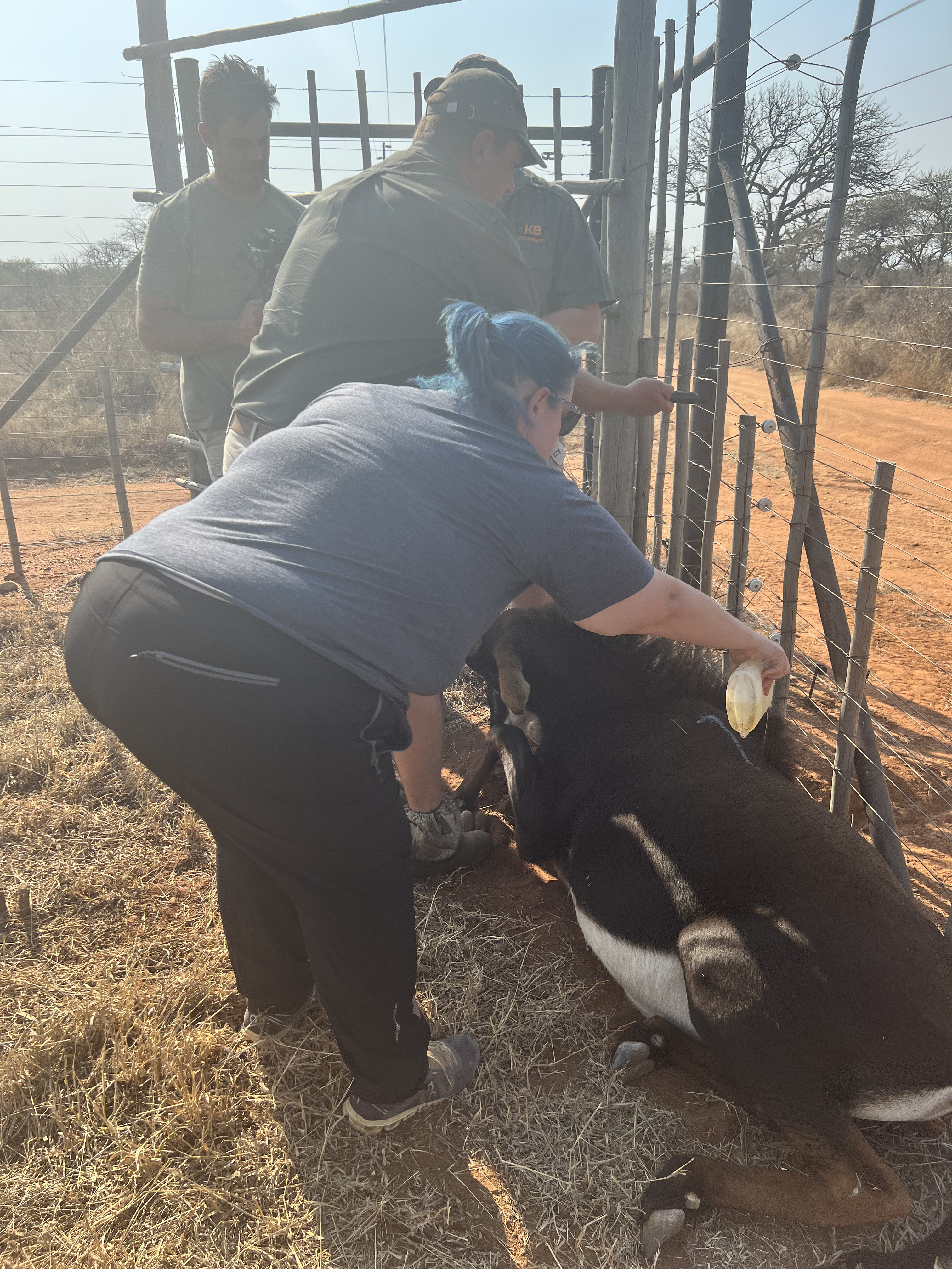 Kaitlyn Evans: a female student holding an antelope 