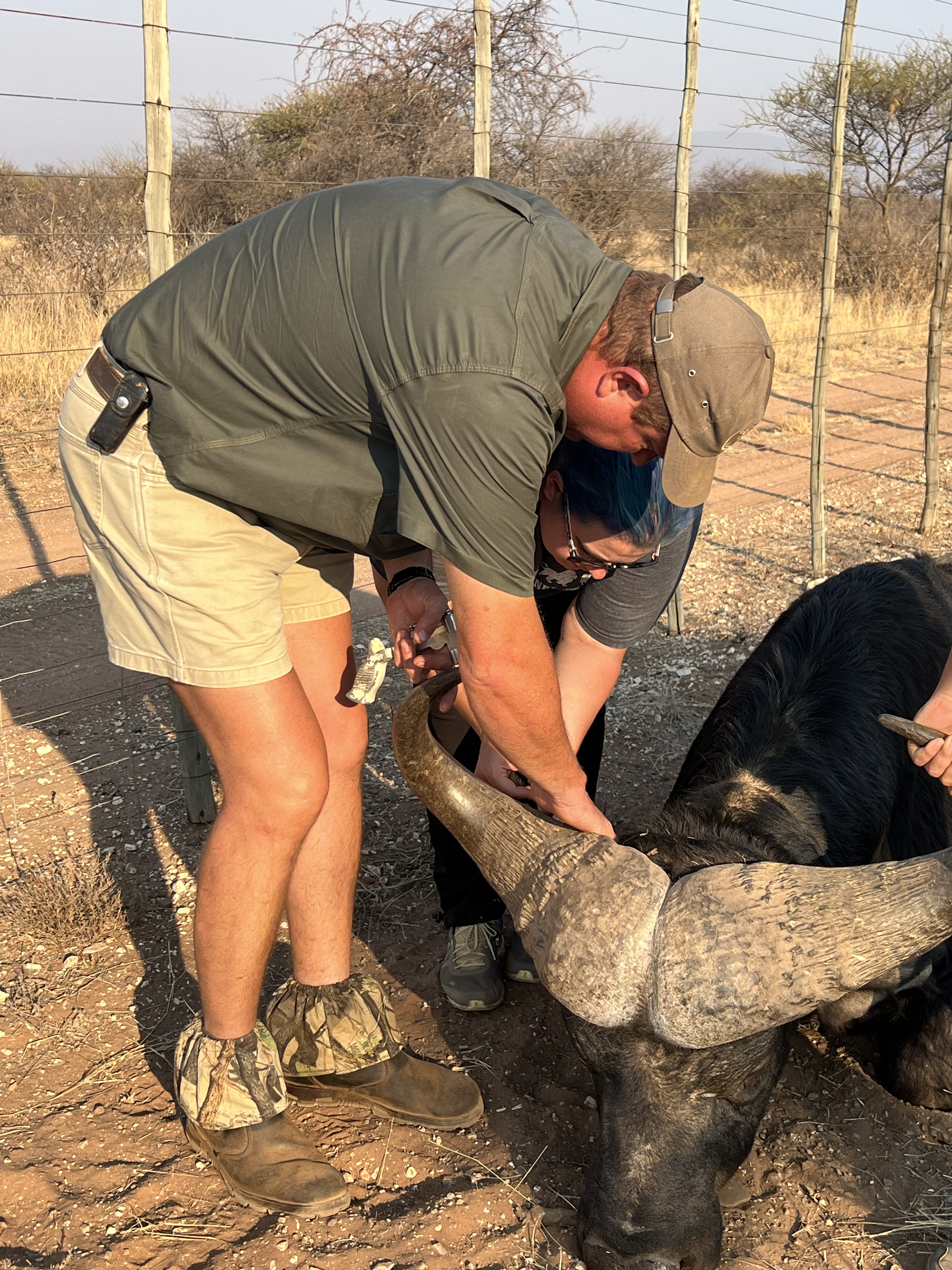 Kaitlyn Evans: a team of vets holding a buffalo