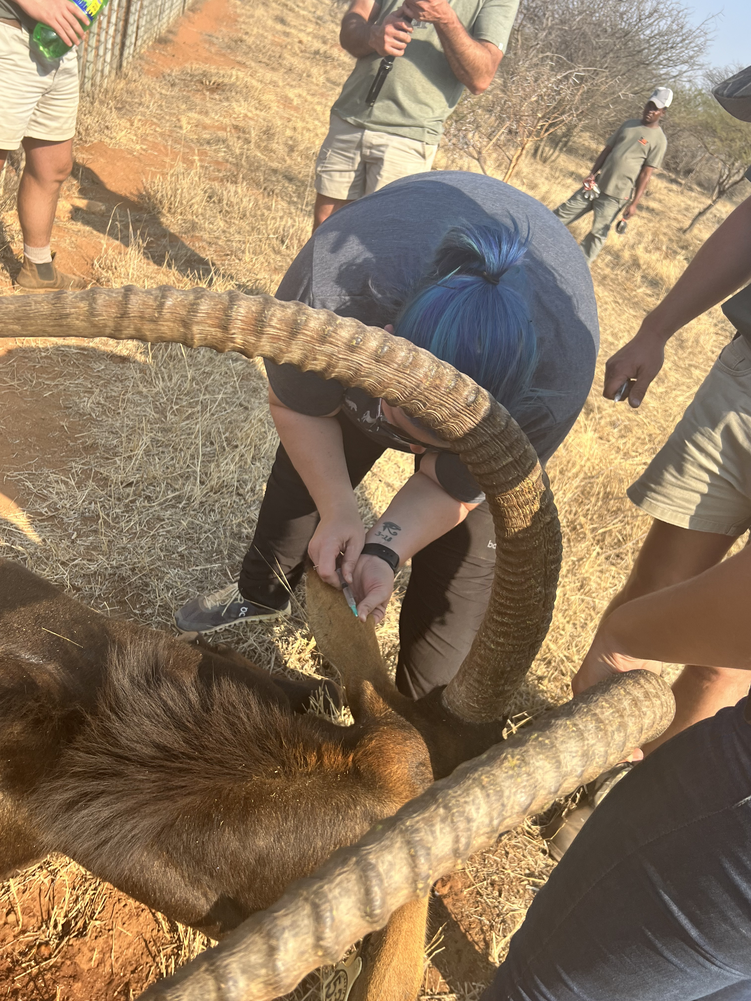 Kaitlyn Evans: a female student injects an antelope