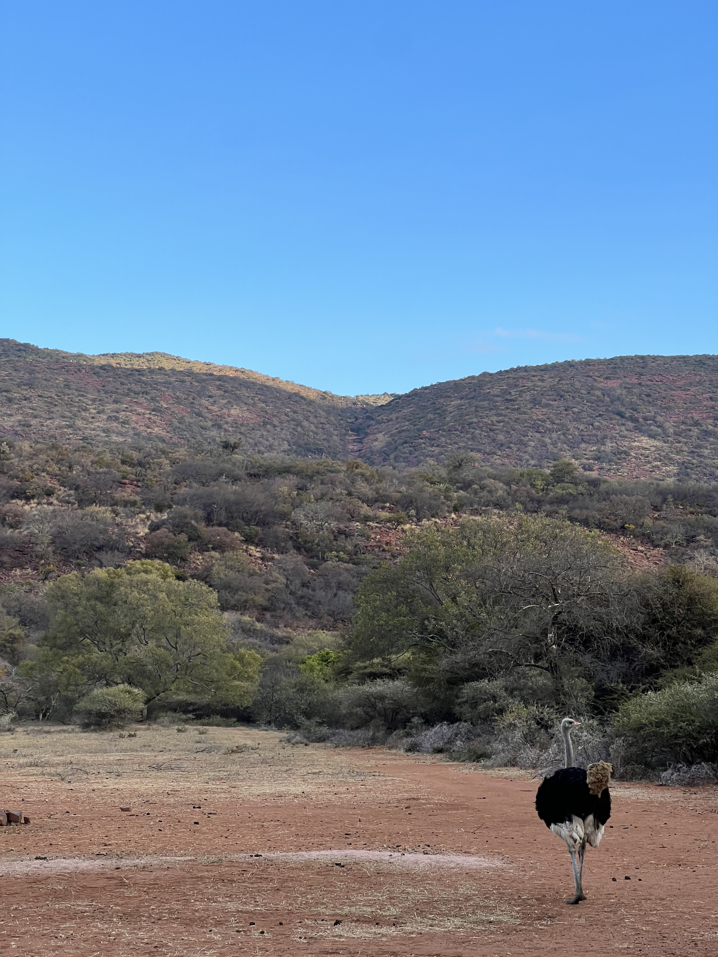 Kaitlyn Evans: an ostrich 