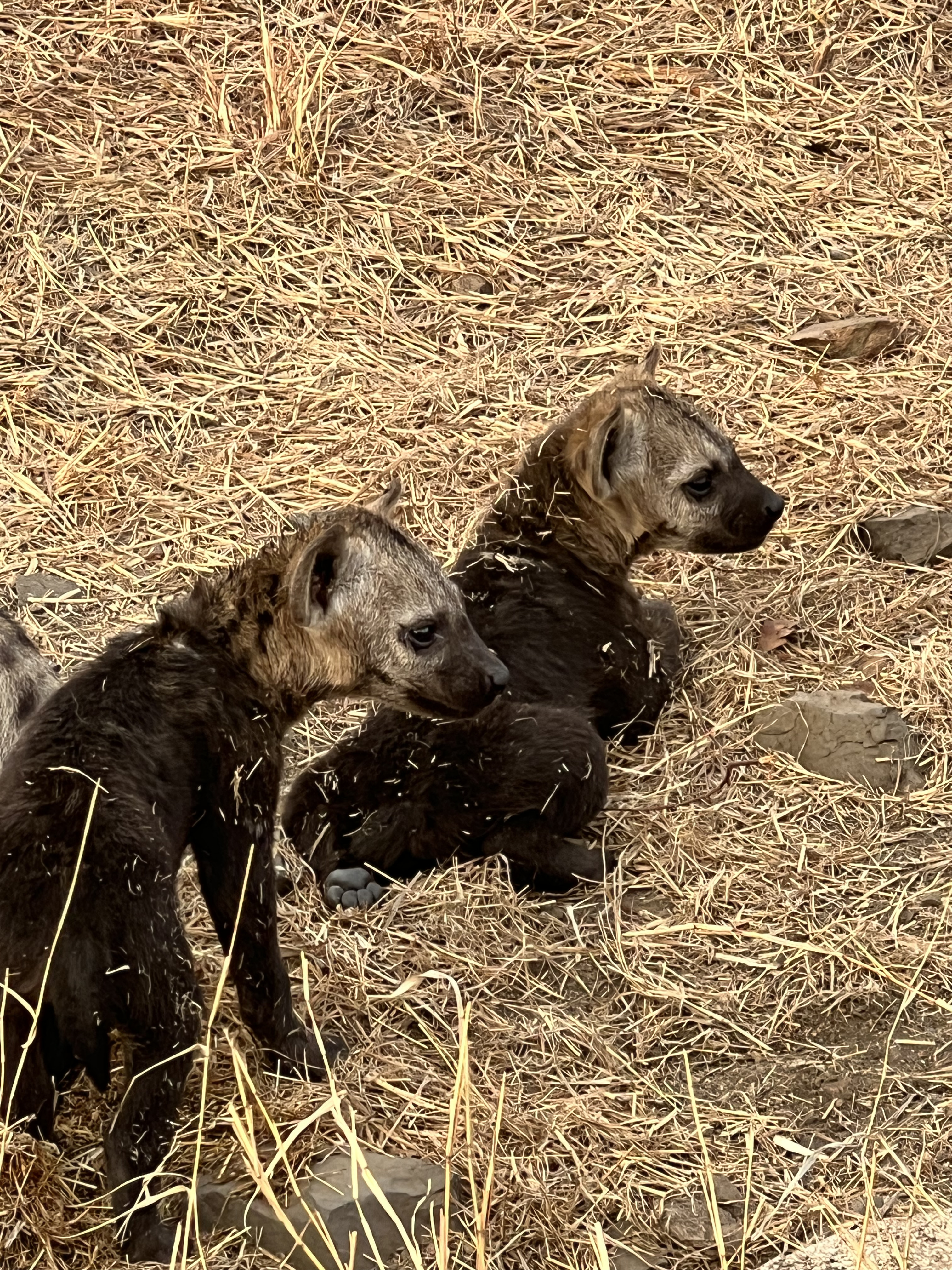 Kaitlyn Evans: hyena pups