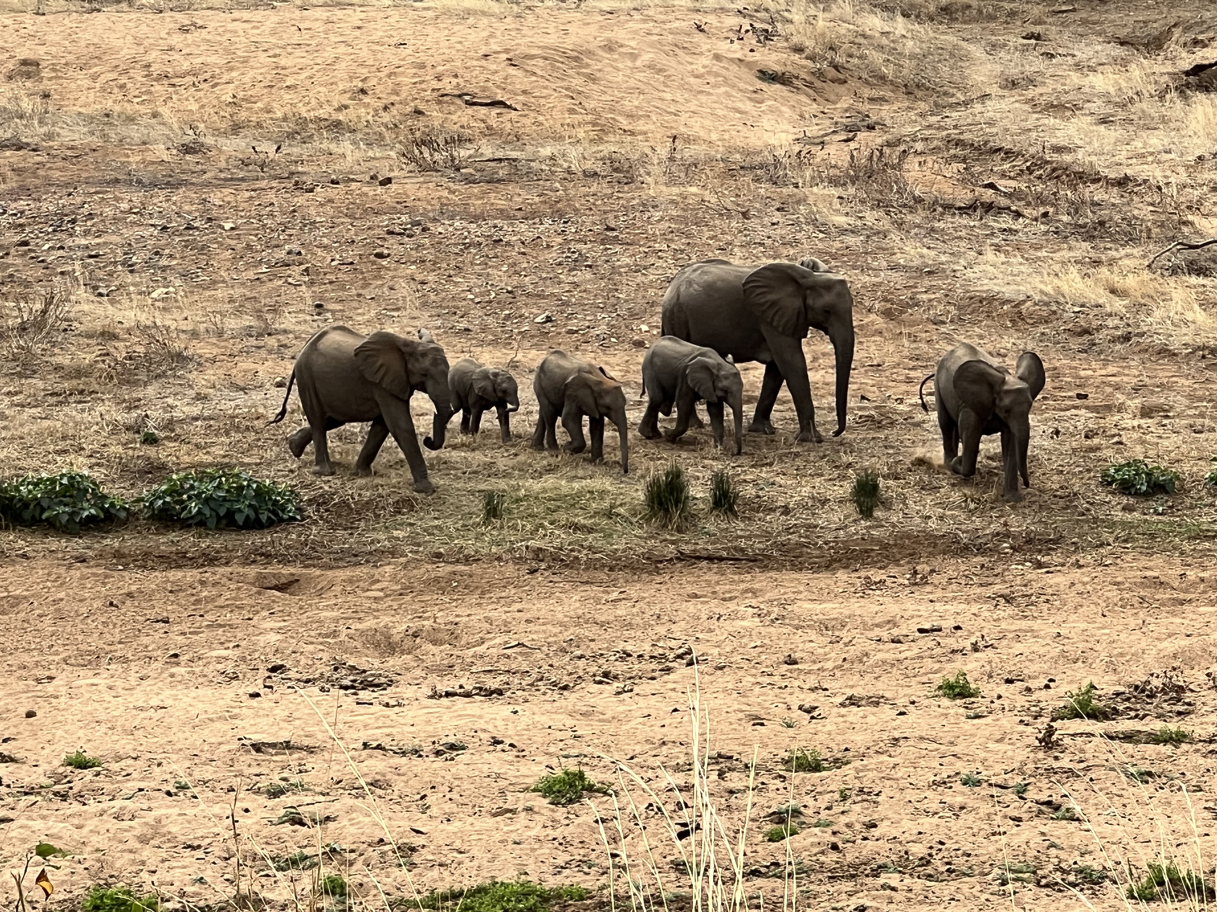 Kaitlyn Evans: a family of elephants 