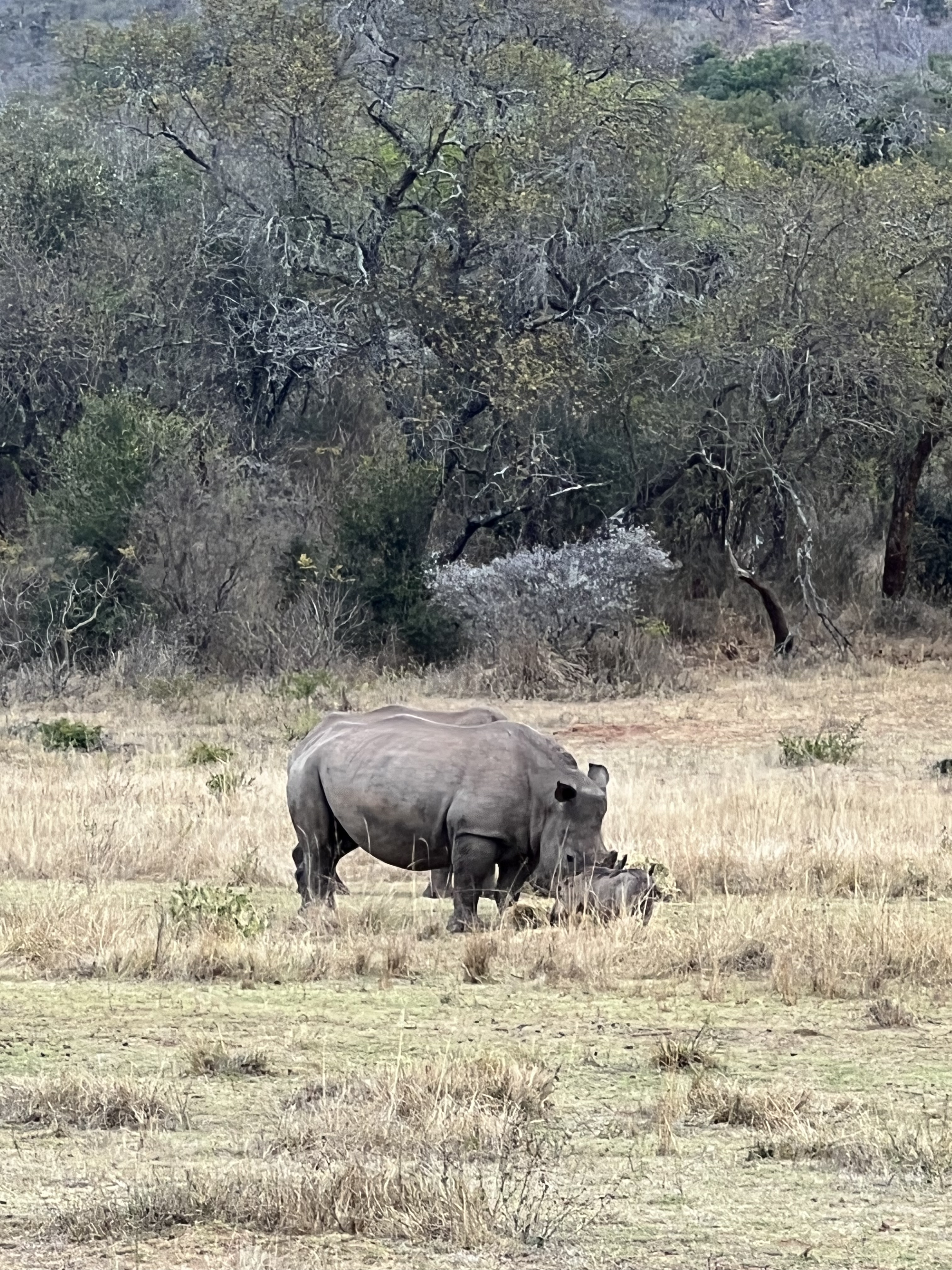 Kaitlyn Evans: a rhino and calf
