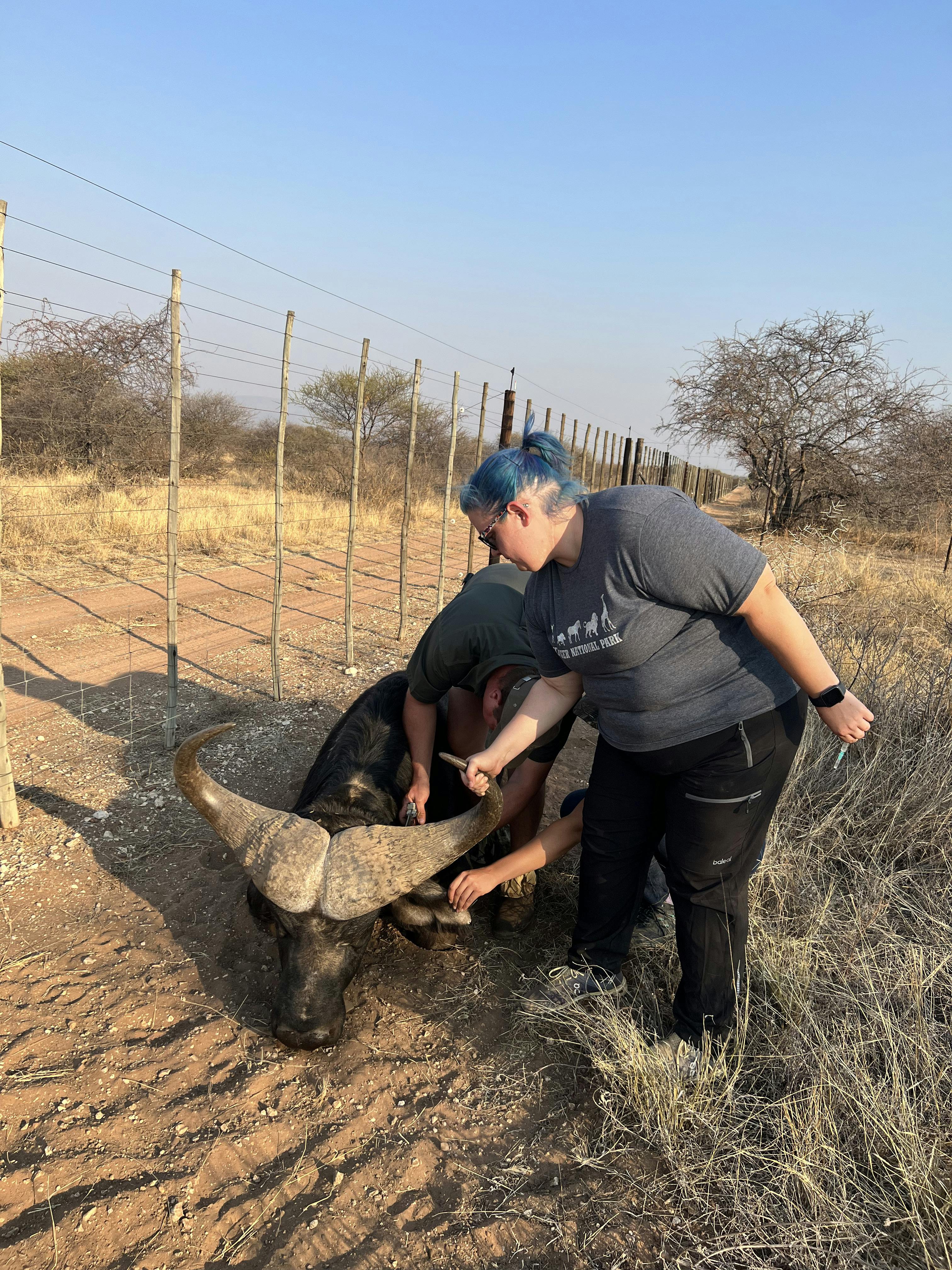 Kaitlyn Evans: a team of vets work on a buffalo