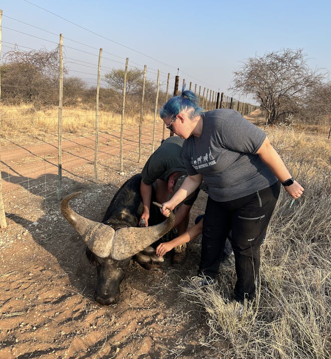 Kaitlyn Evans: a team of vets work on a buffalo