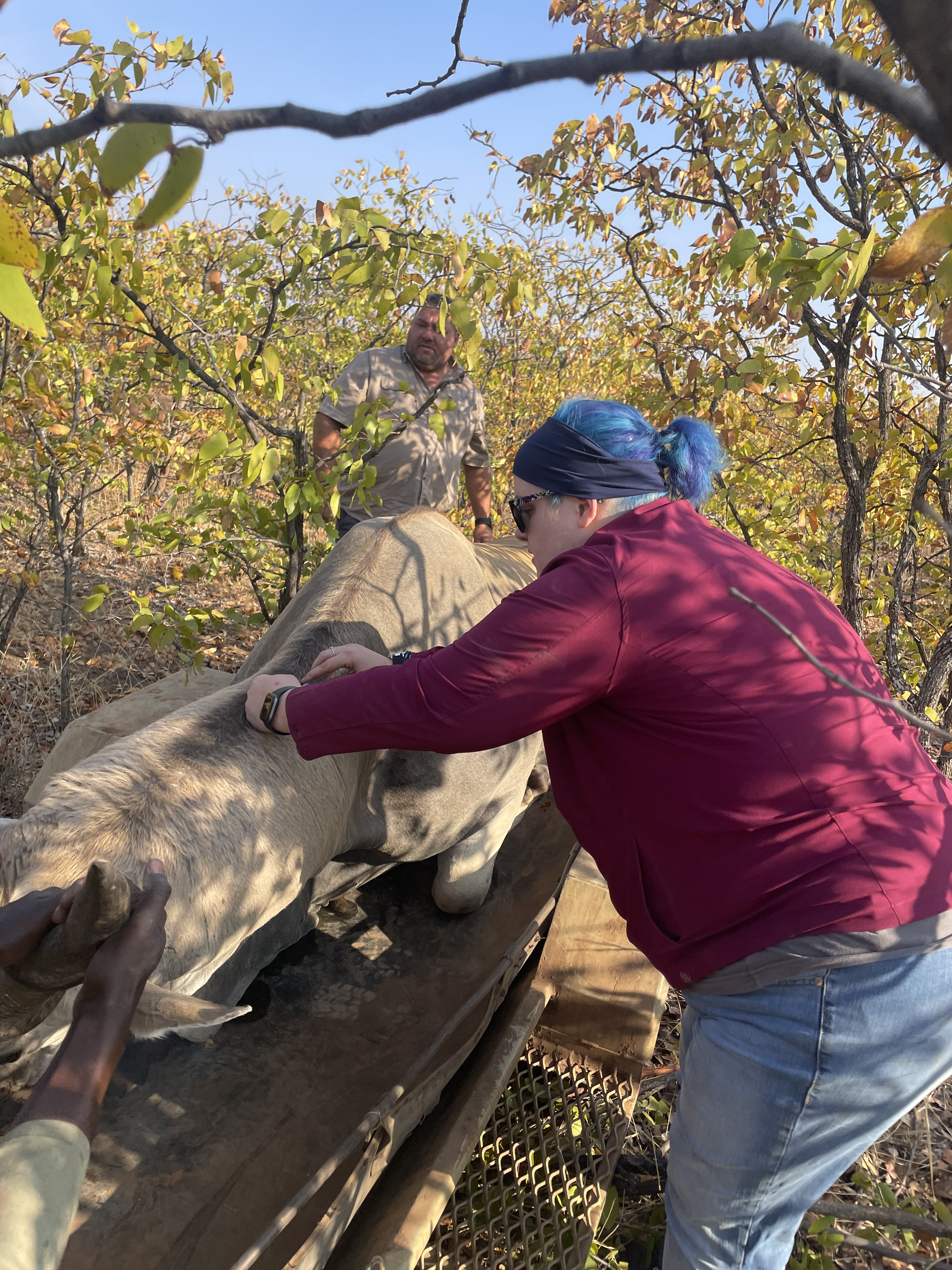 Kaitlyn Evans: a team of vets work on a cattle
