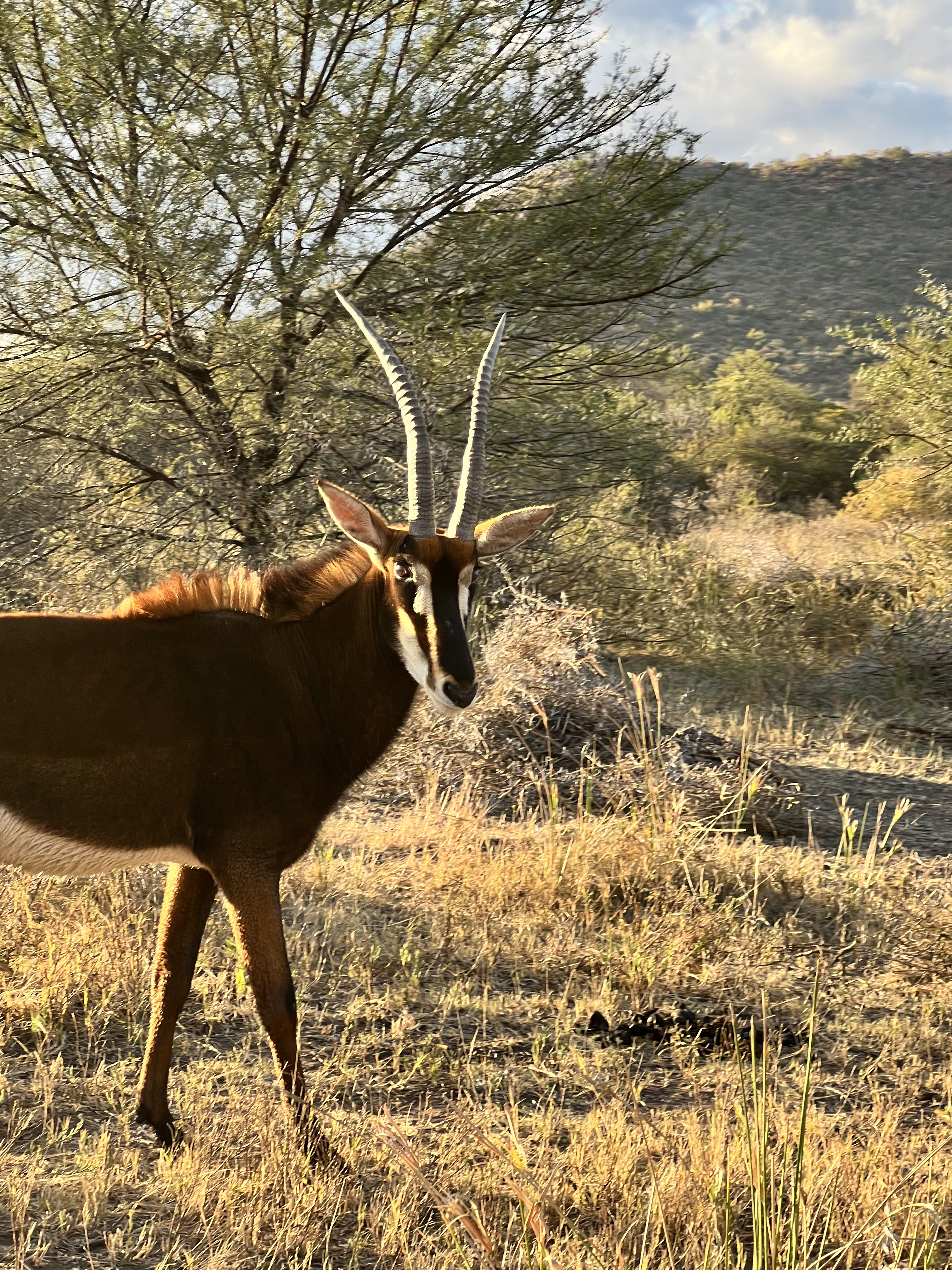 Kaitlyn Evans: an antelope