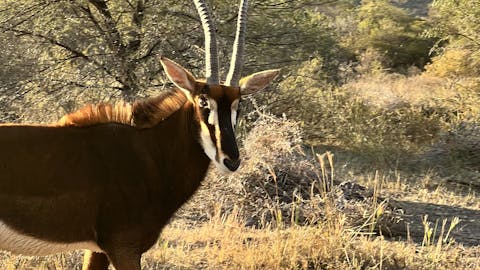 Kaitlyn Evans: an antelope