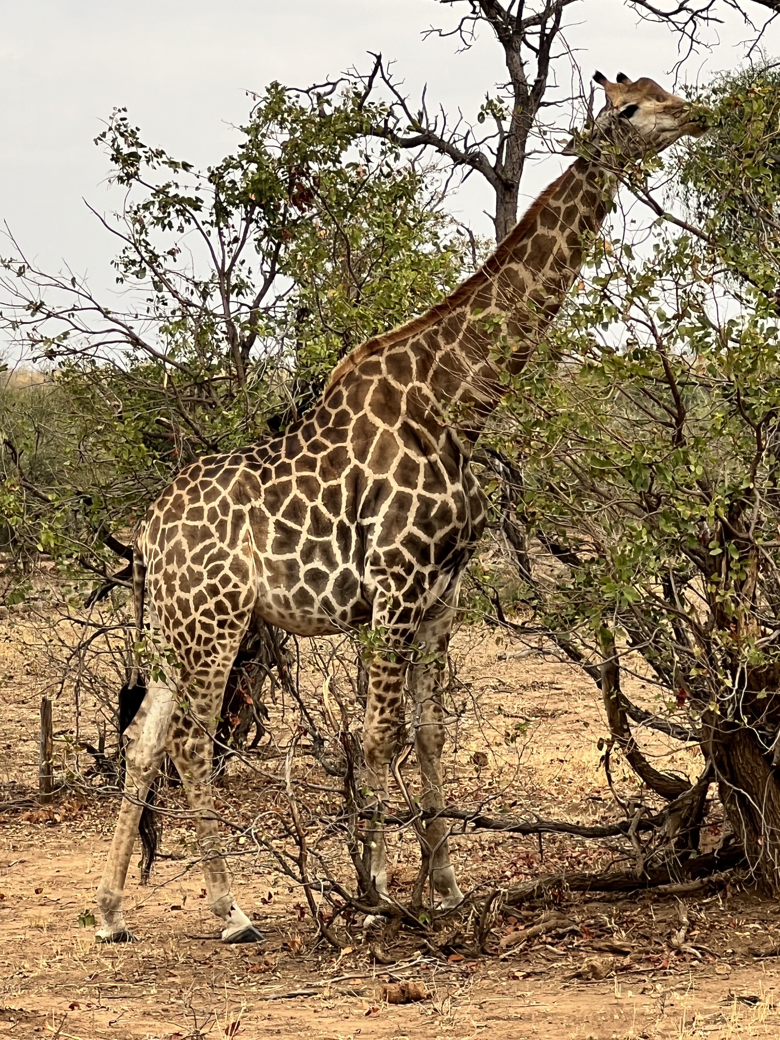 Kaitlyn Evans: giraffe eating a tree