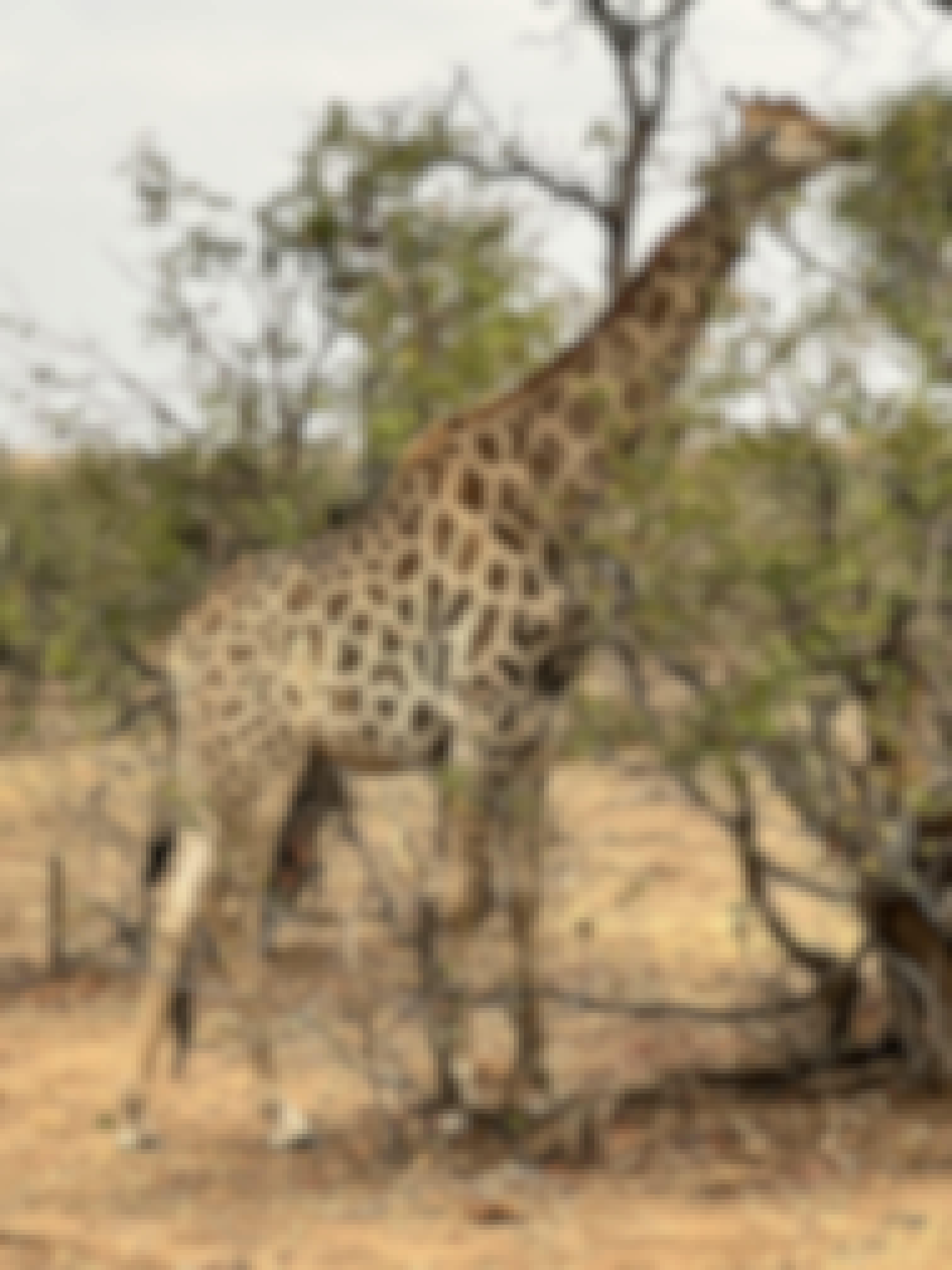Kaitlyn Evans: giraffe eating a tree