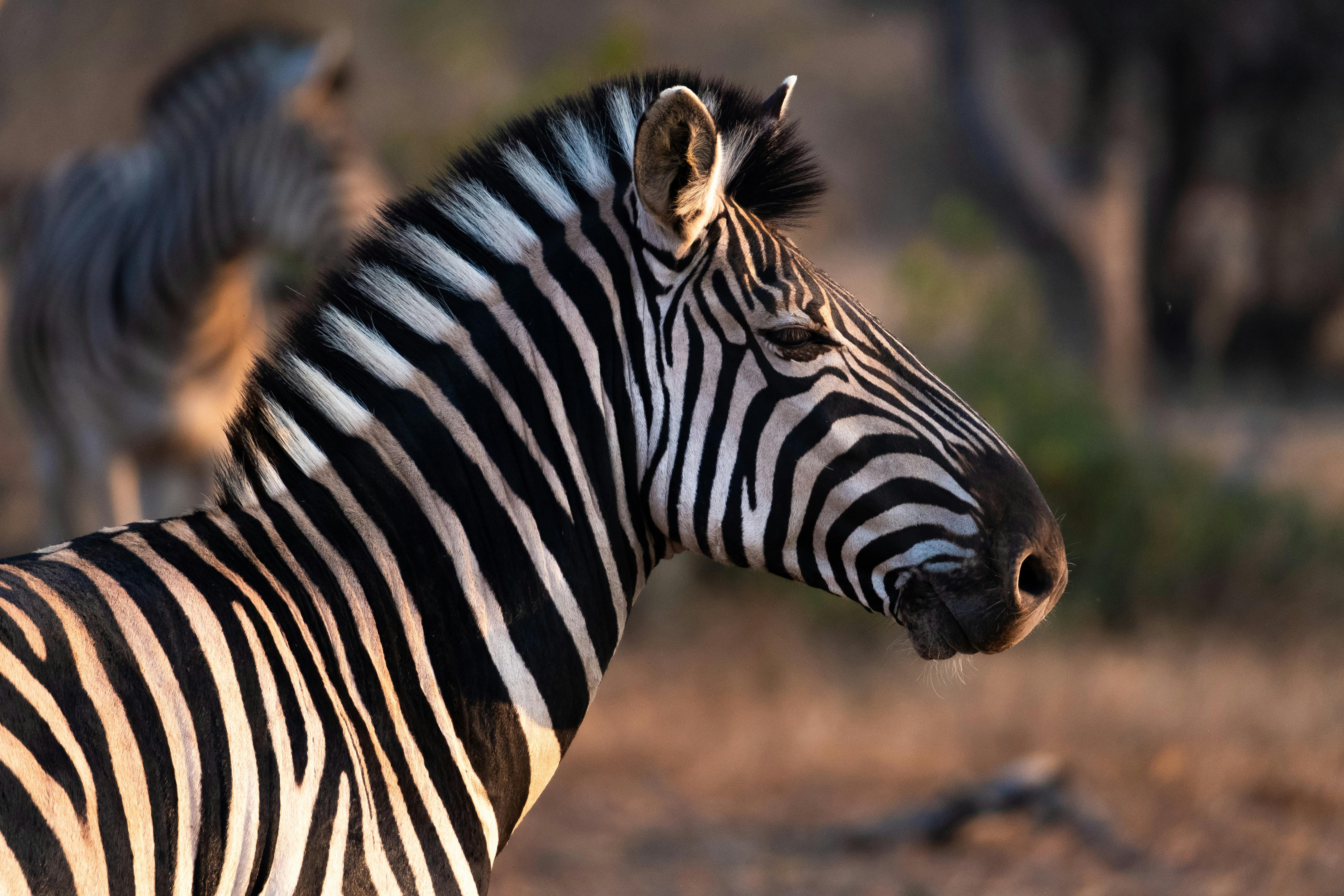 Zebra in the sunset