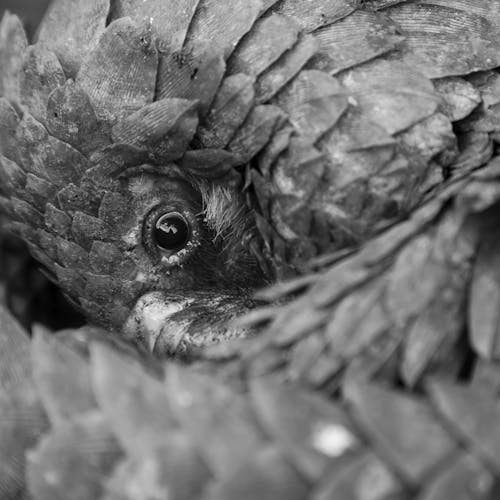 A pangolin curled up