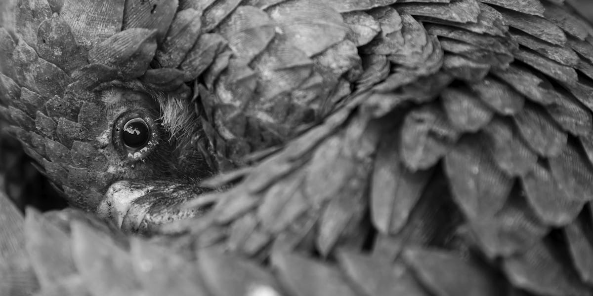 A pangolin curled up