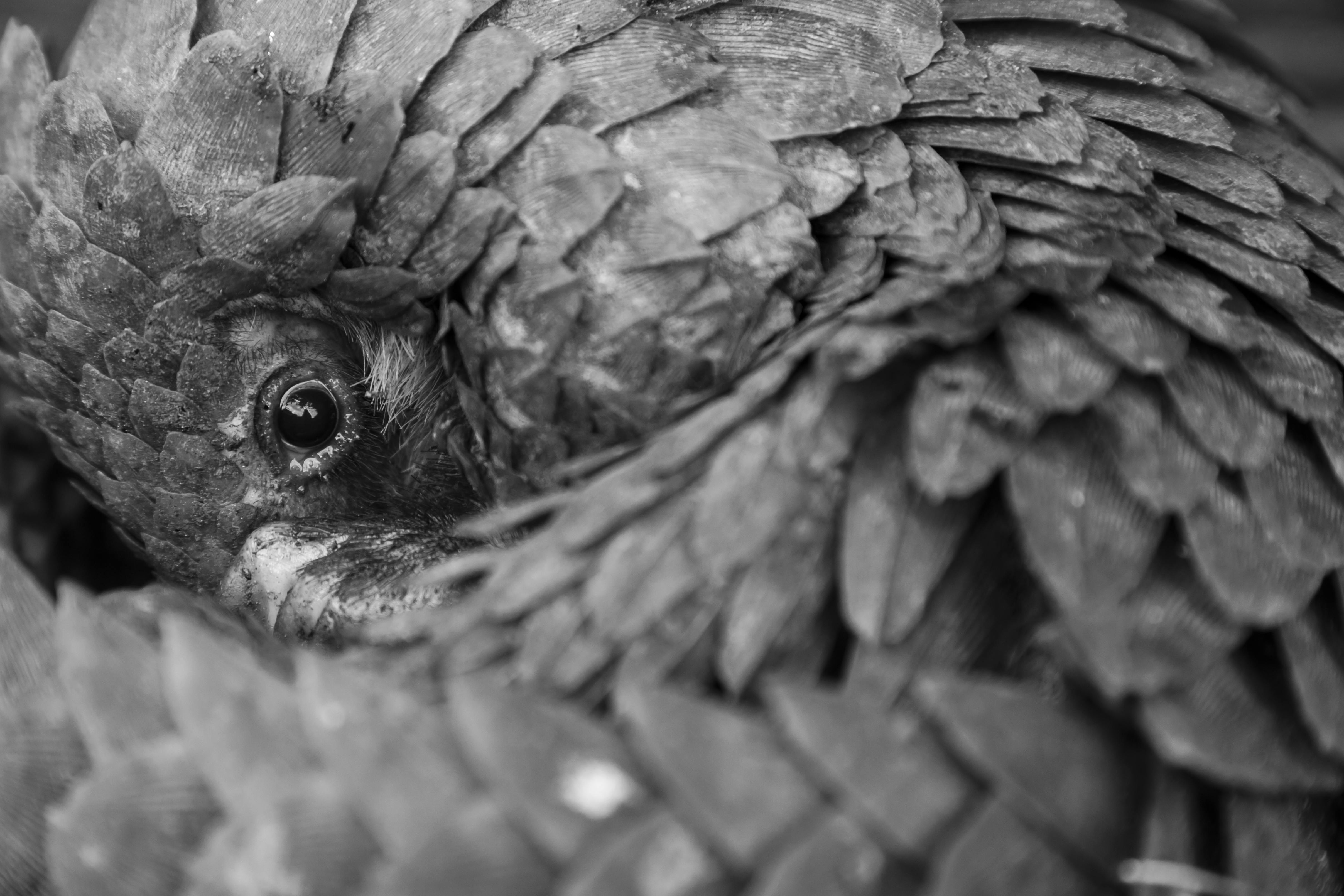 A pangolin curled up
