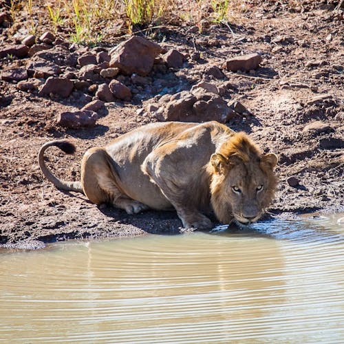 a male lion drinking from a water hole