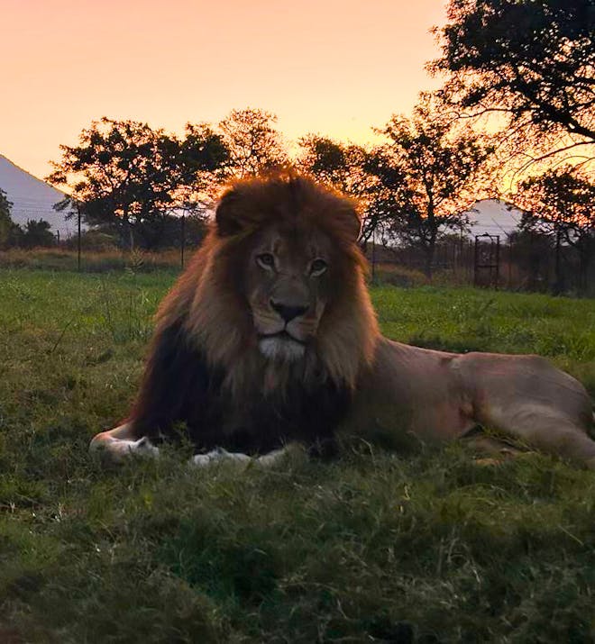 A male lion in front of a sunset