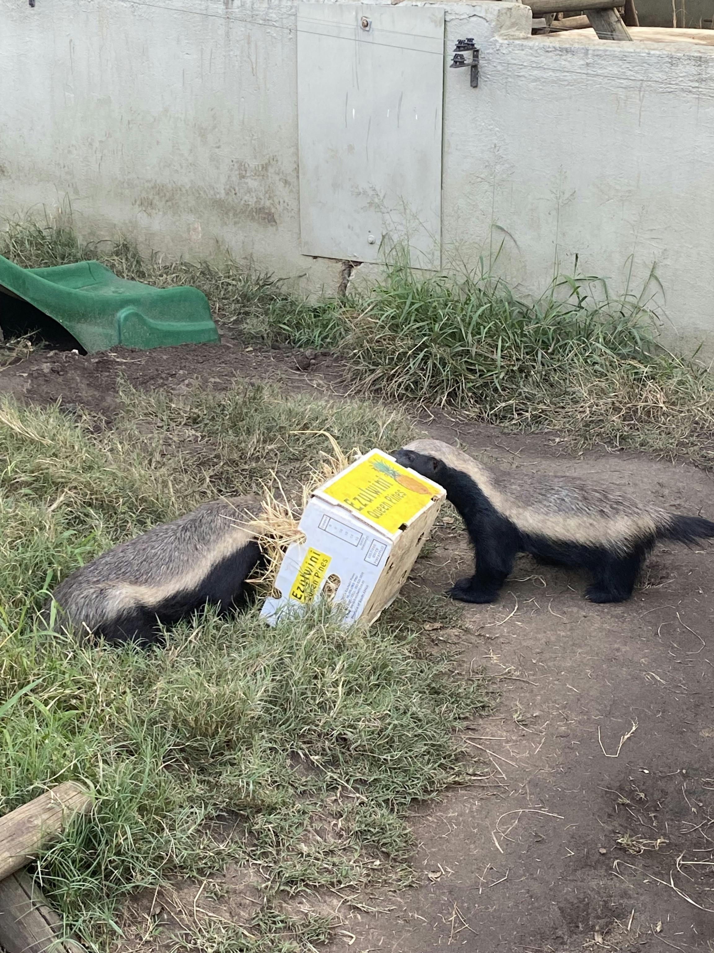 Two honey badgers playing with a box