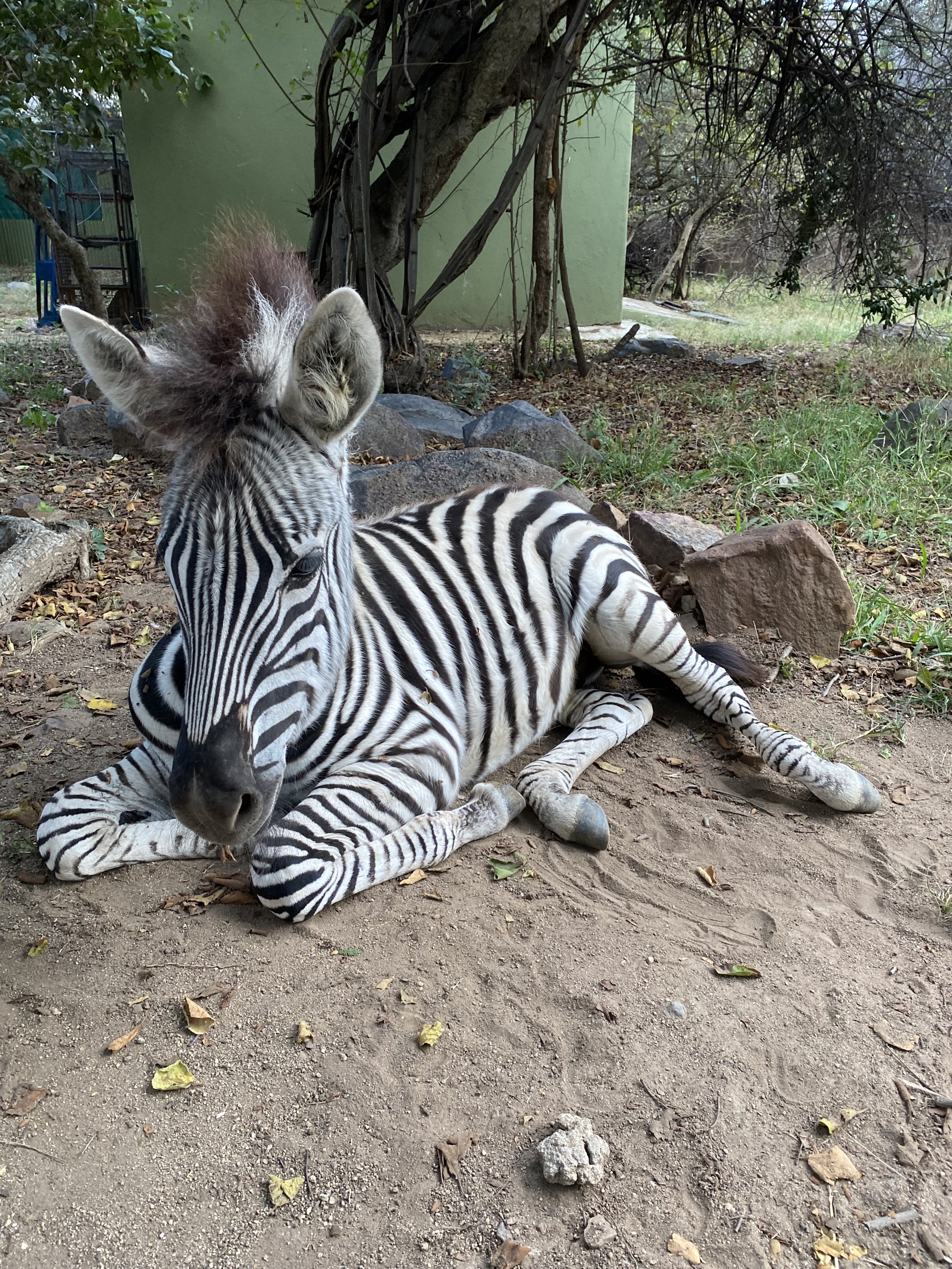 Vincent Haarmann: A zebra foal lying down