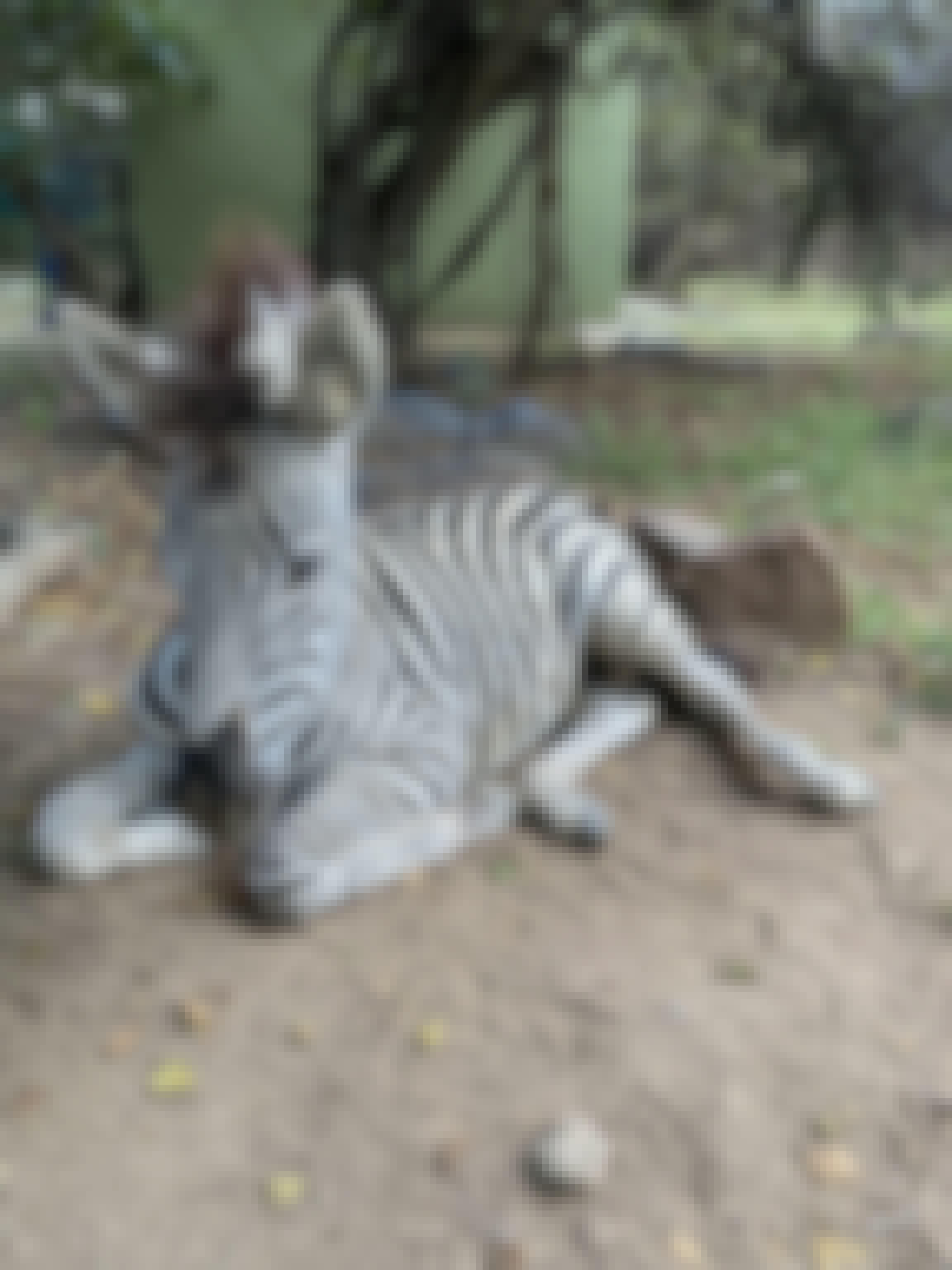 A zebra foal lying 