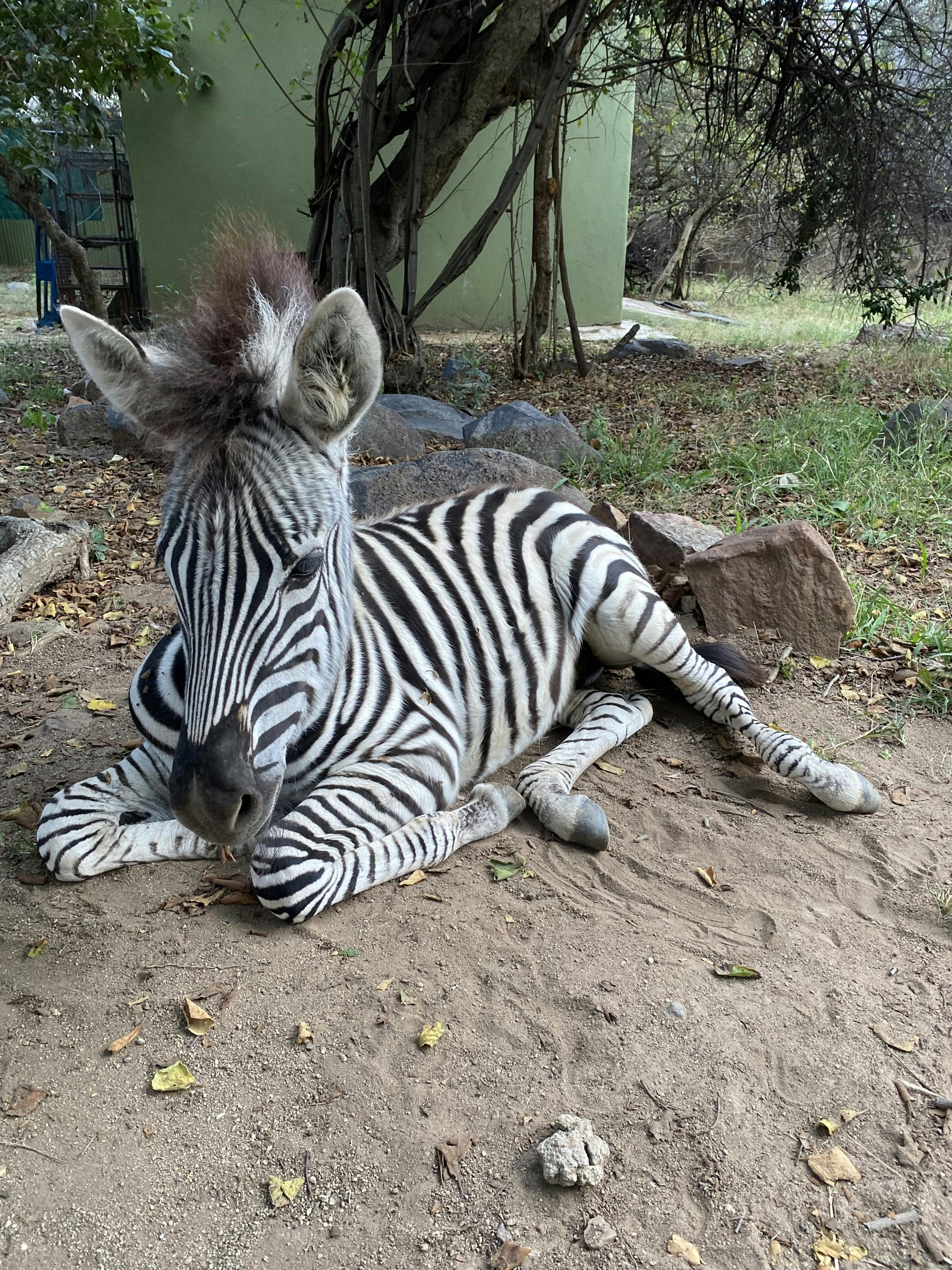 A zebra foal lying 