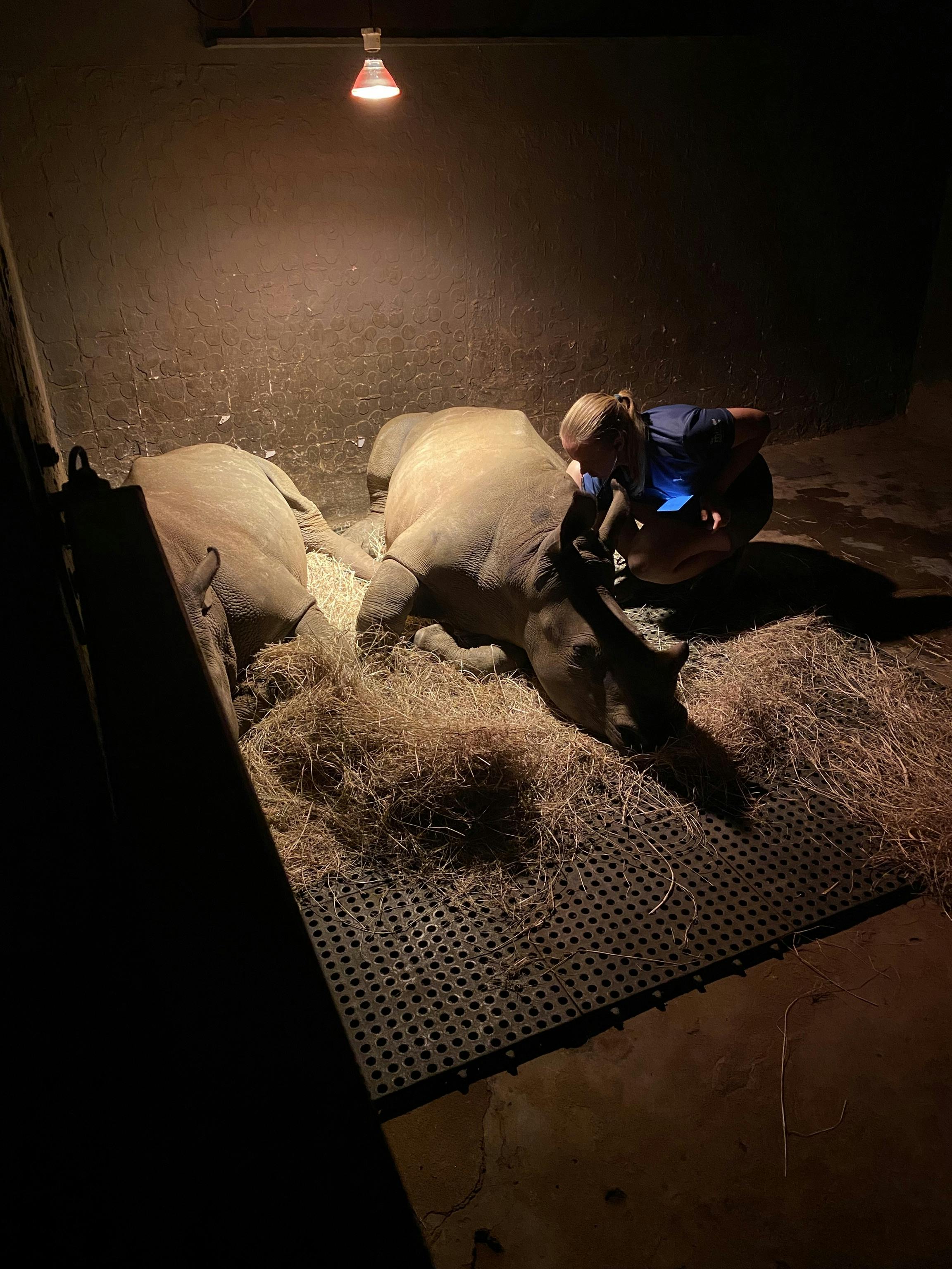 Two rhinos lying with a woman caring for them
