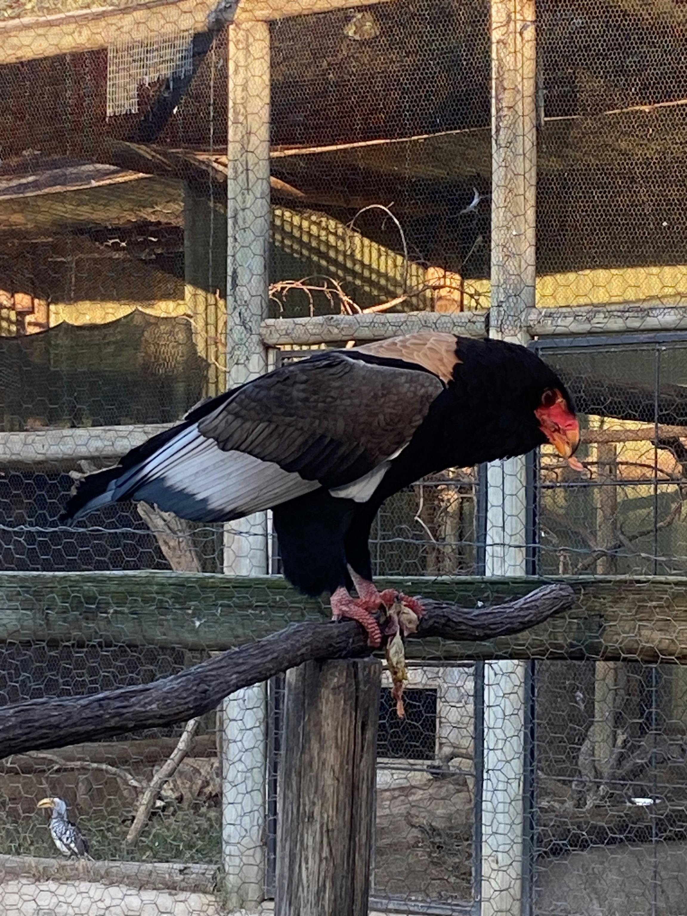 A bird perched on a stick