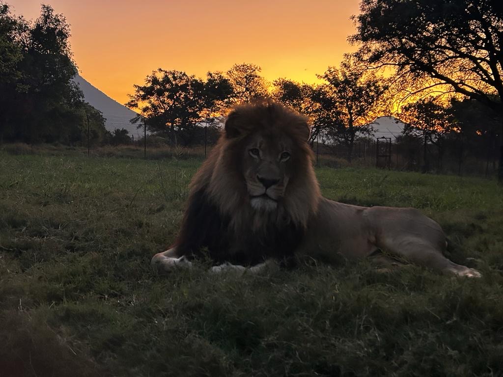 Vincent Haarmann: A lion lying down in front of a sunset