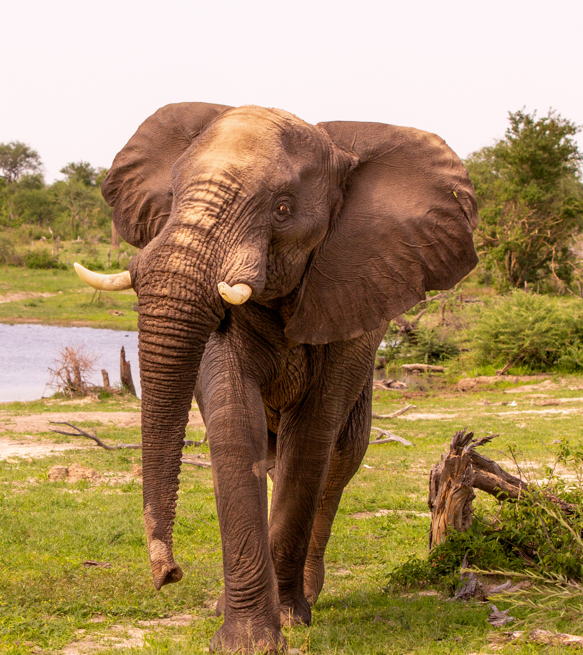 An elephant walks towards the camera in the delta