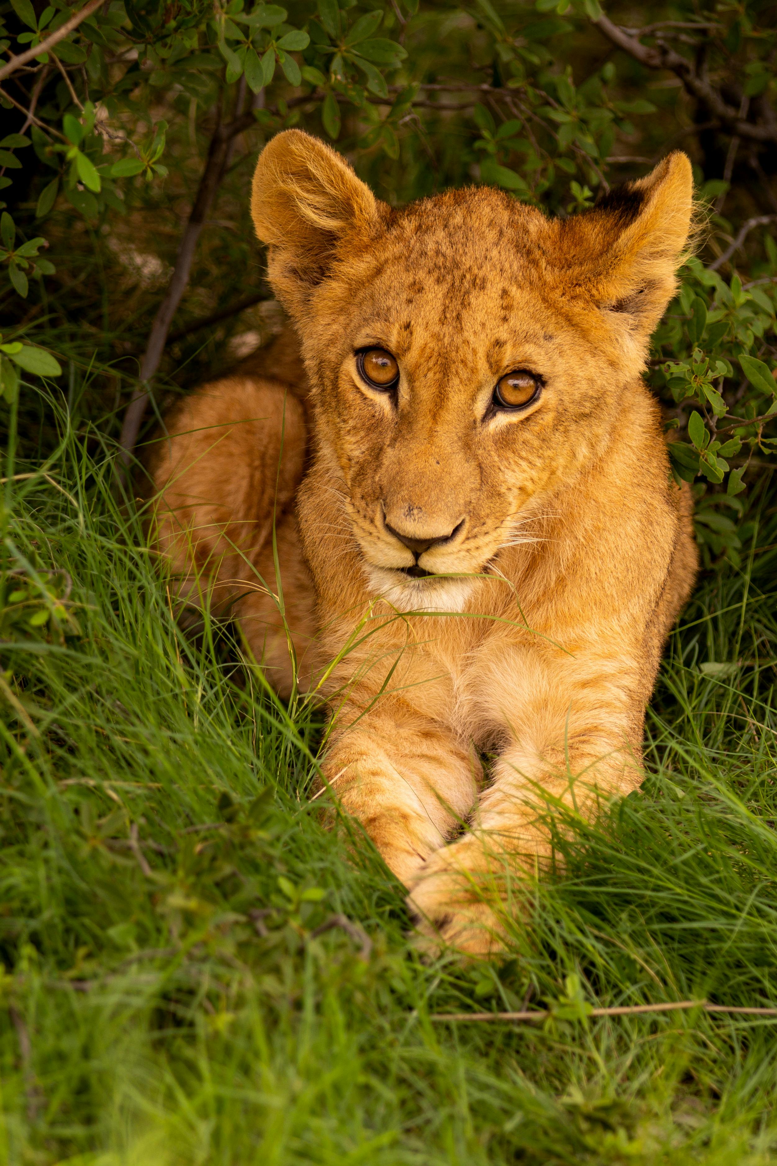 A lion cub looks at the camera