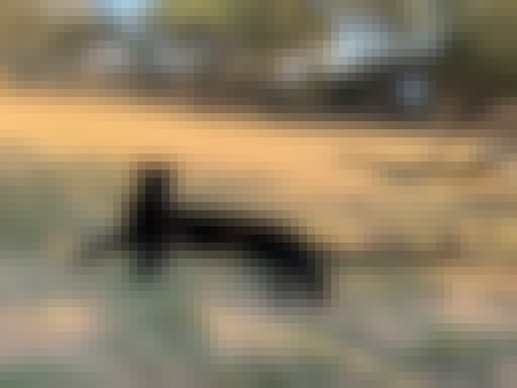 Lauryn Sitton: A black jaguar 
