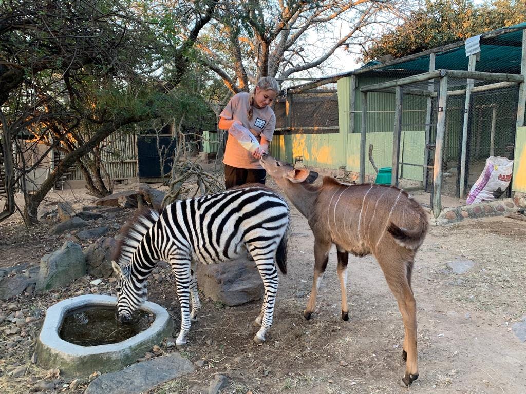 Lauryn Sitton: An ACE volunteer bottle feeds an antelope behind a zebra
