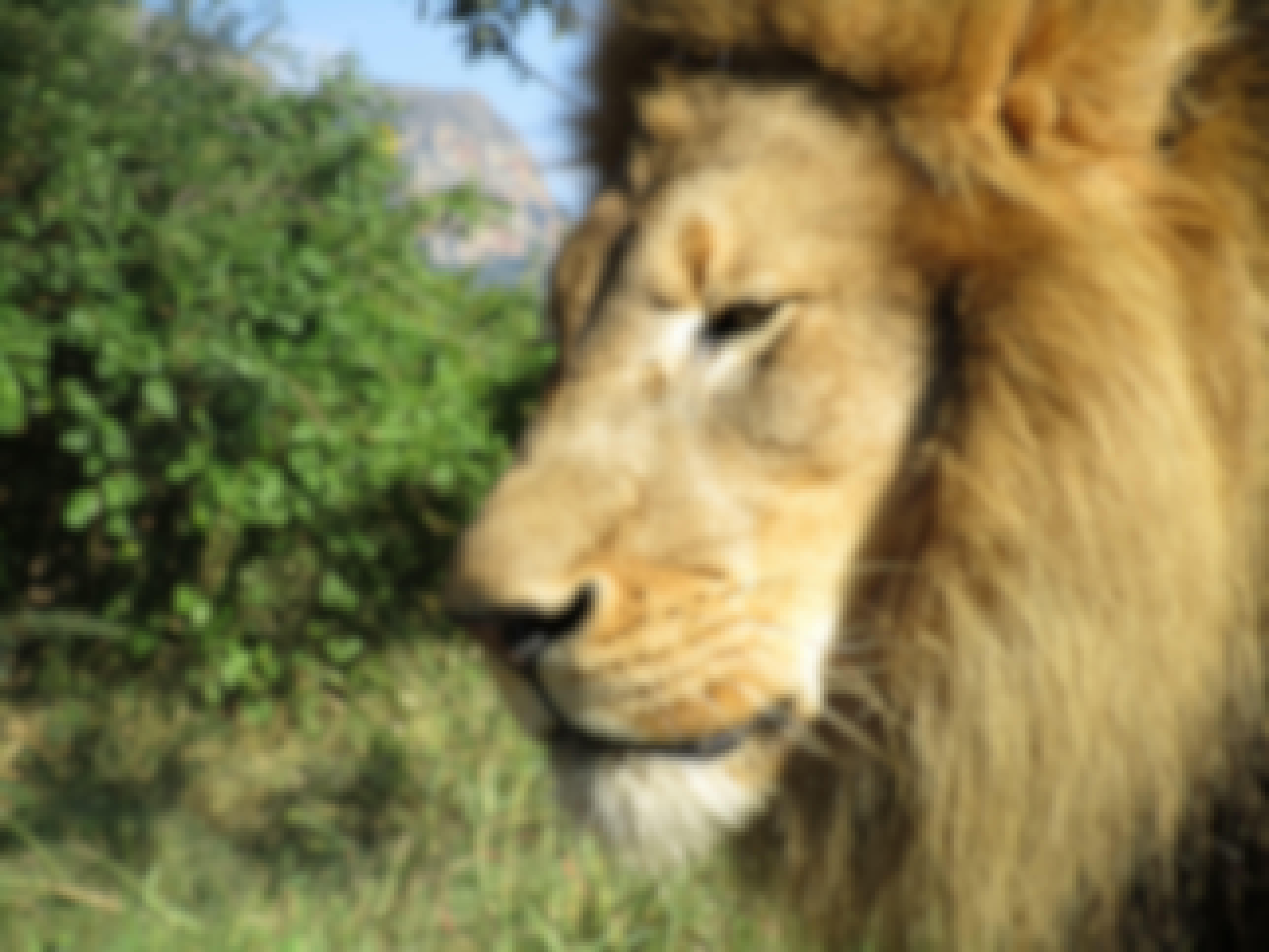 Cassidy McKinlay: Lion