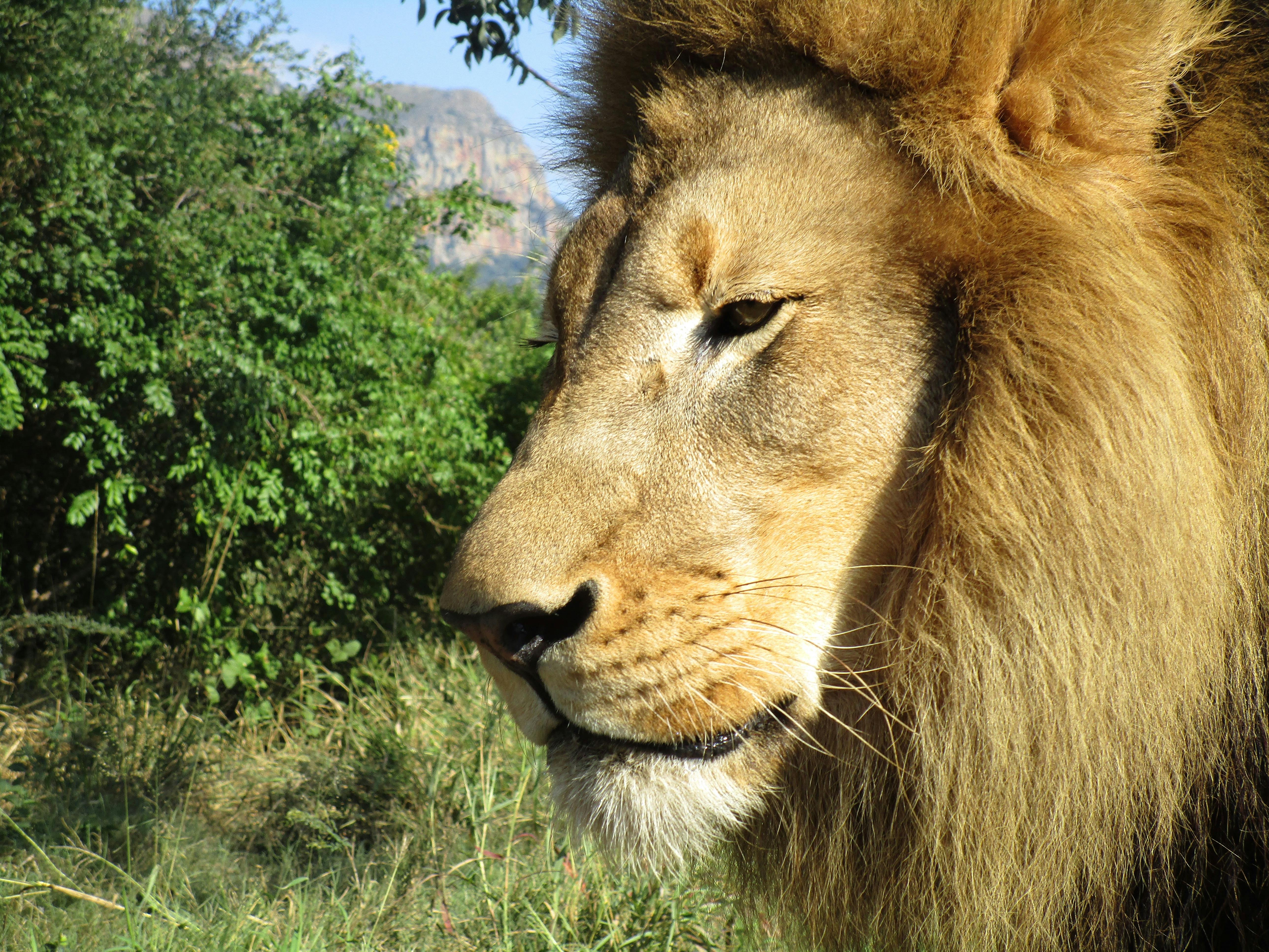 Cassidy McKinlay: Lion