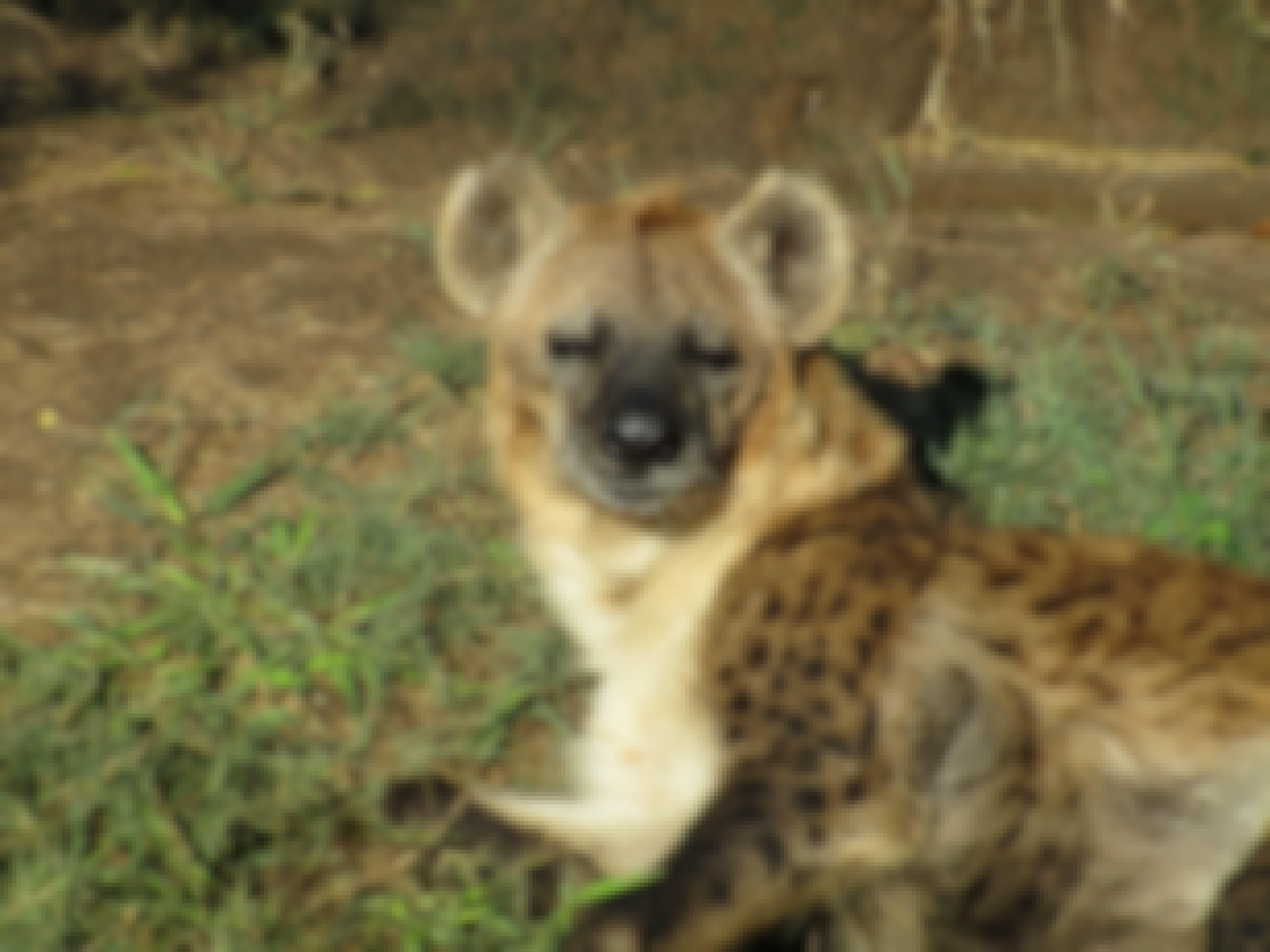 Cassidy McKinlay: Wild Dog at Moholoholo