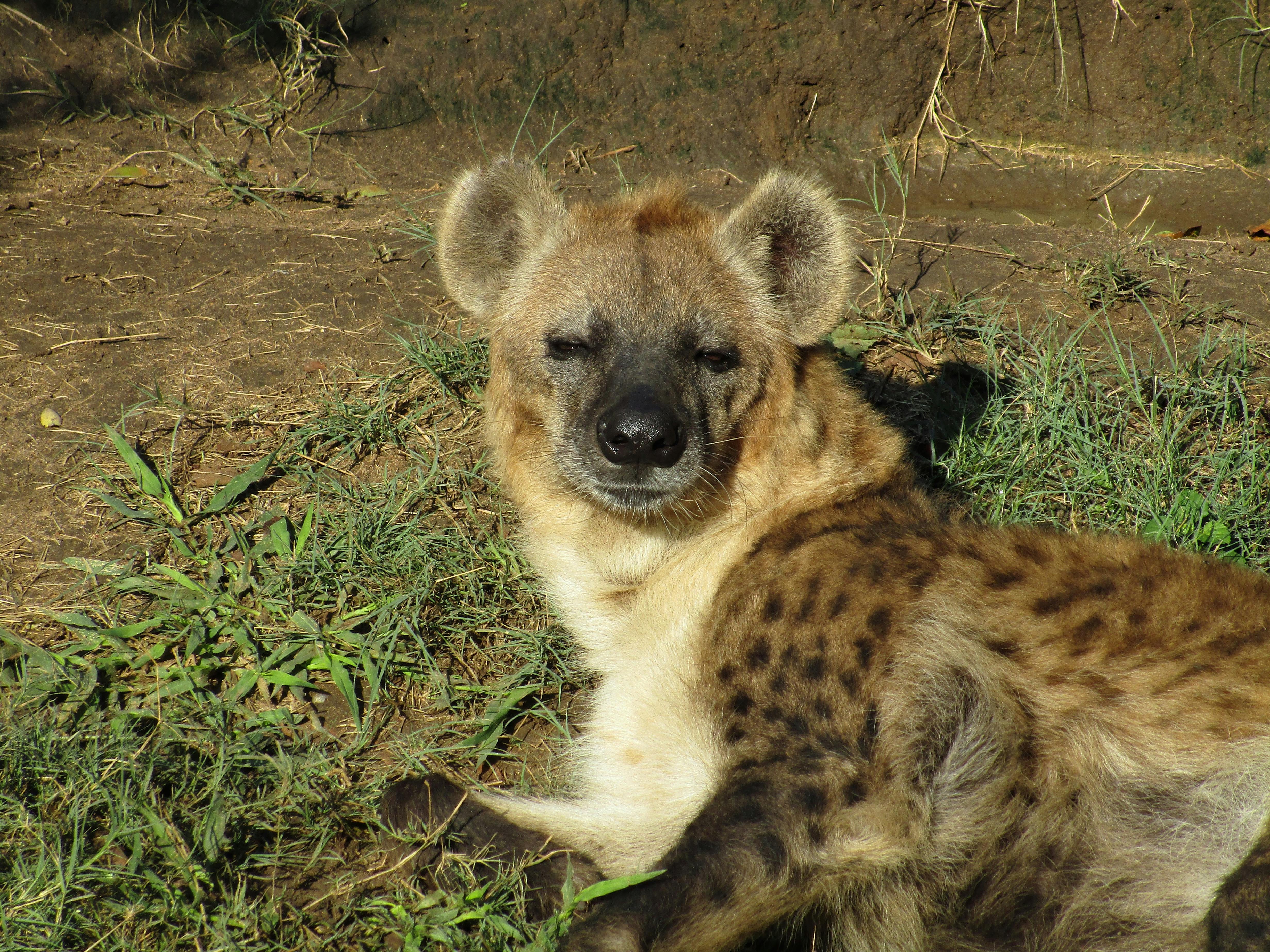 Cassidy McKinlay: Wild Dog at Moholoholo