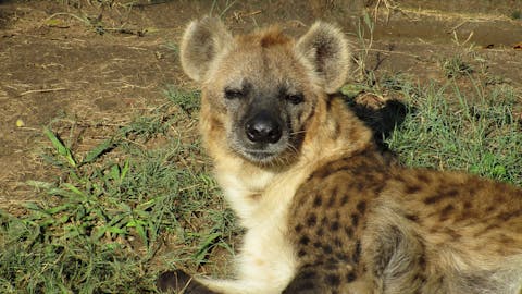 Cassidy McKinlay: Hyena at Moholoholo