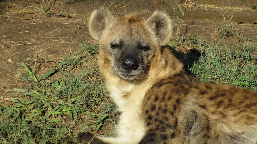 Cassidy McKinlay: Hyena at Moholoholo