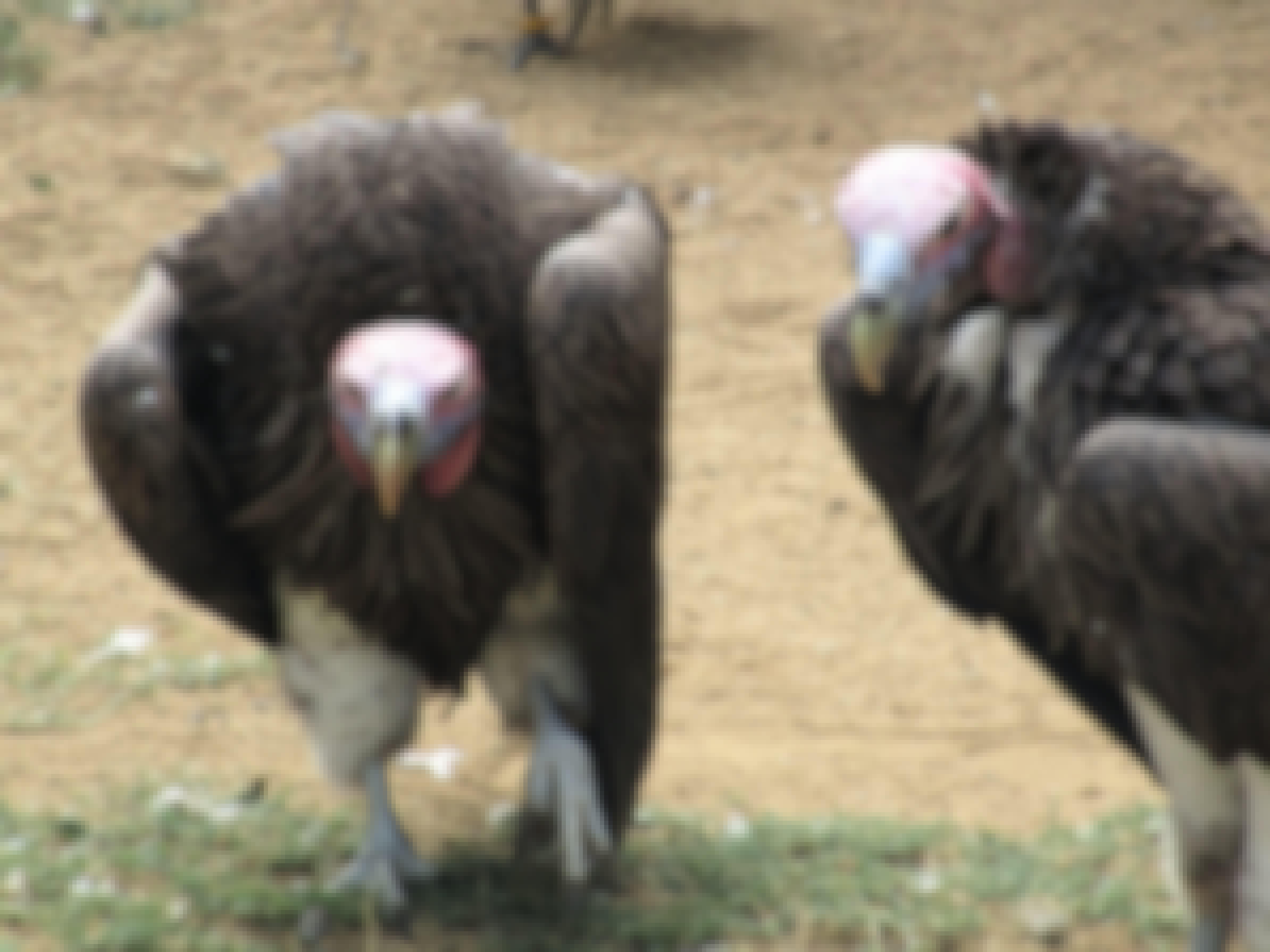 Cassidy McKinlay: Vultures at Moholoholo