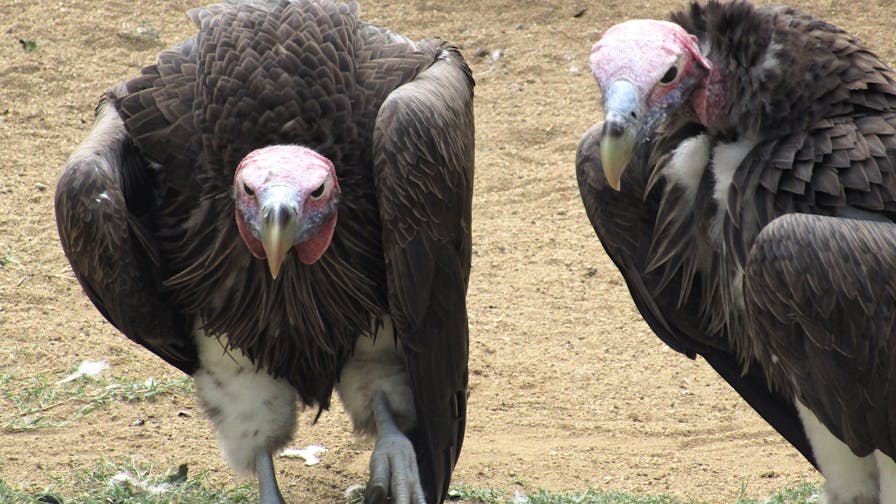Cassidy McKinlay: Vultures at Moholoholo