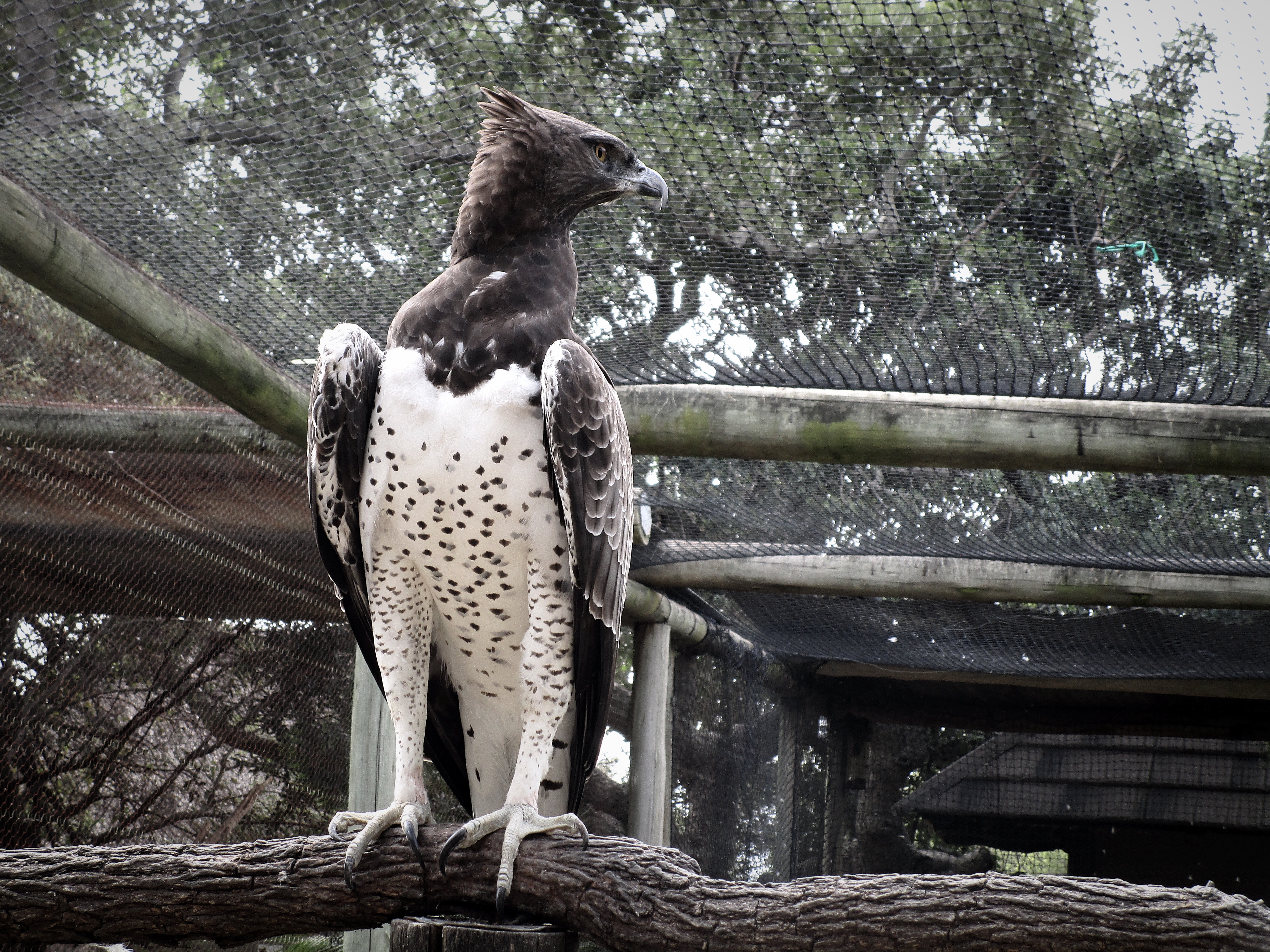 Cassidy McKinlay: Moholoholo