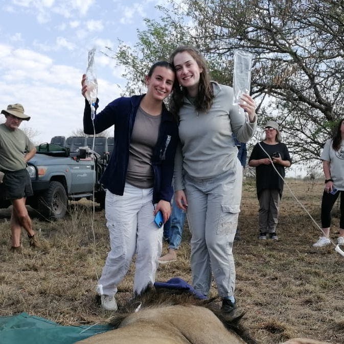Two female volunteers holding IV bags for a sedated lion