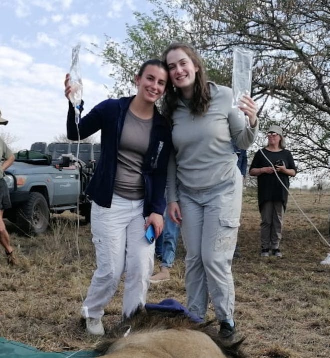 Two female volunteers holding IV bags for a sedated lion