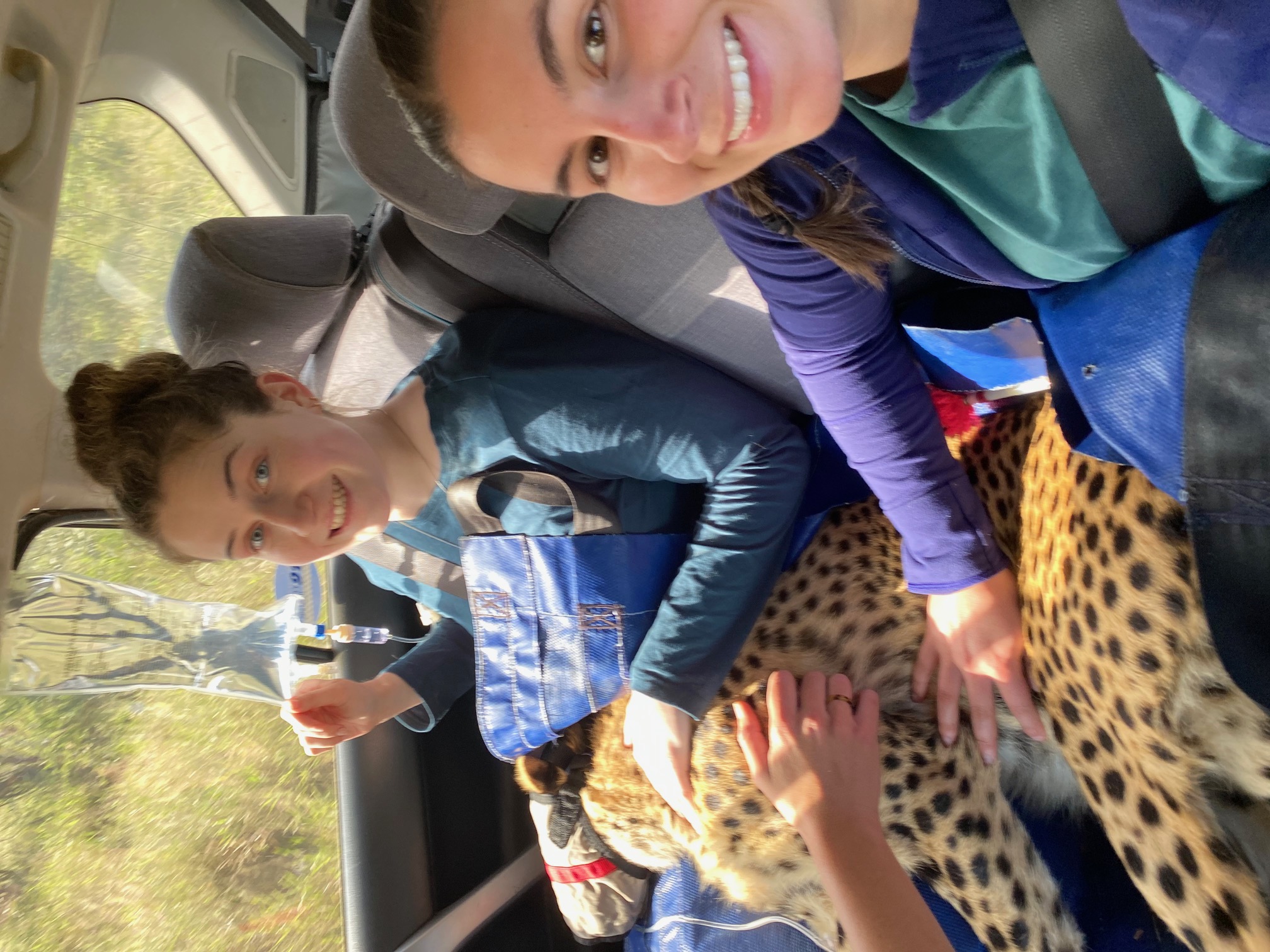 Two female volunteers hold a sedated cheetah in a vehicle 