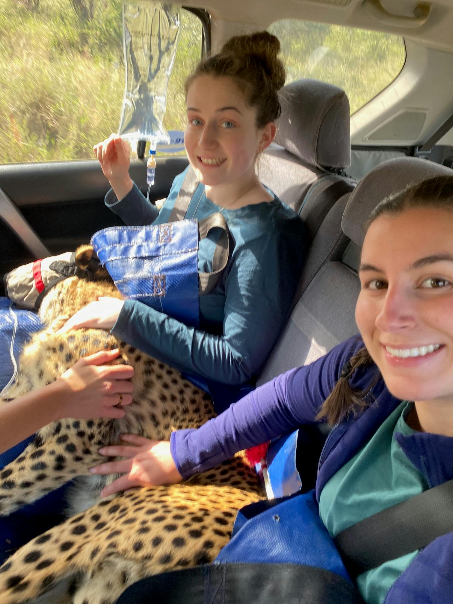Two female volunteers hold a sedated cheetah in a vehicle 