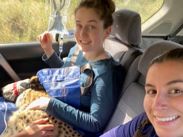 Two female volunteers hold a sedated cheetah in a vehicle