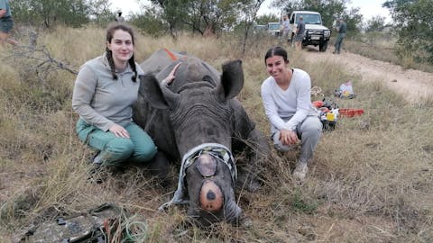 Two female volunteers sit next to a sedated rhino
